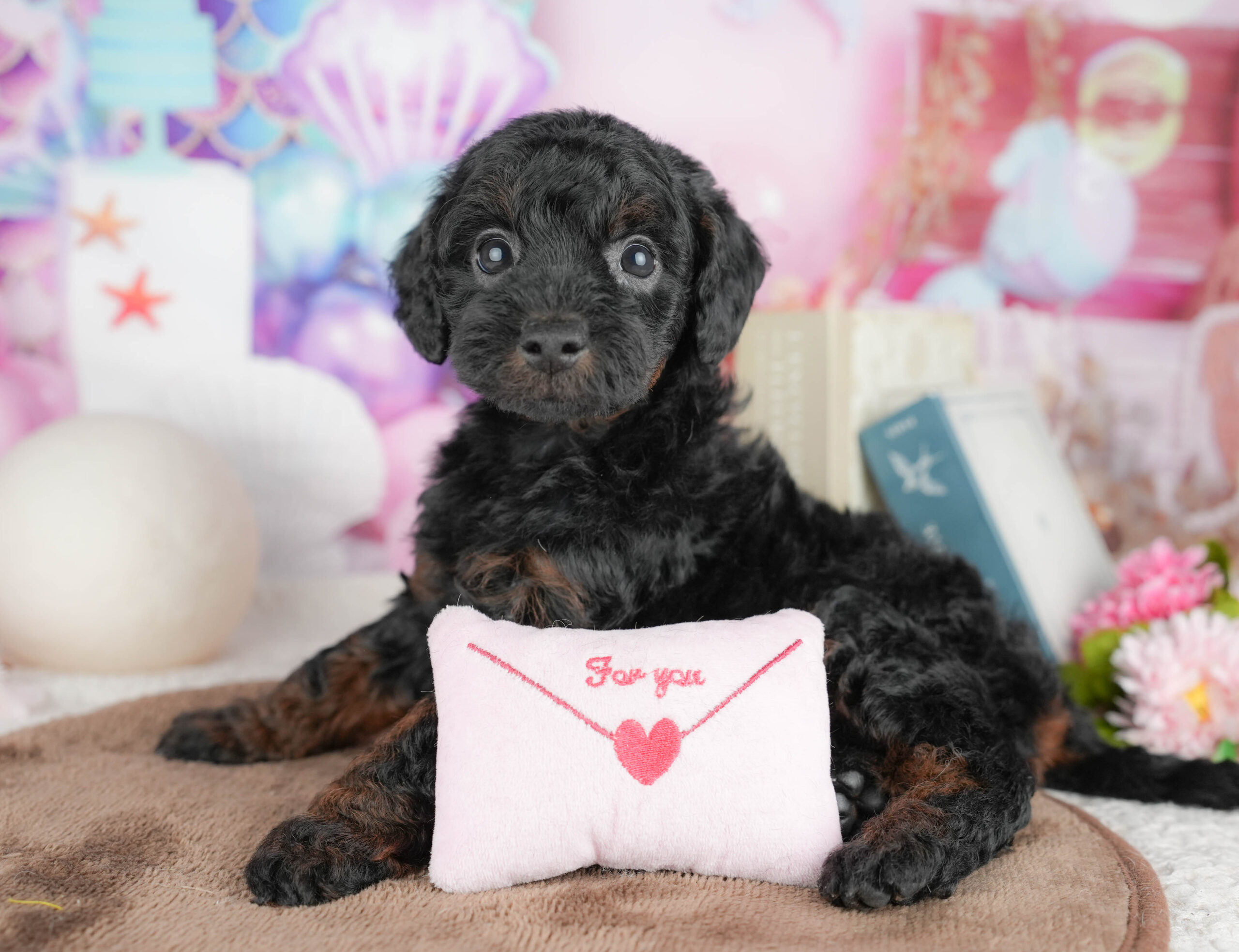 トイ・プードル | 男の子 | ブラック＆タン | 2026年1月20日