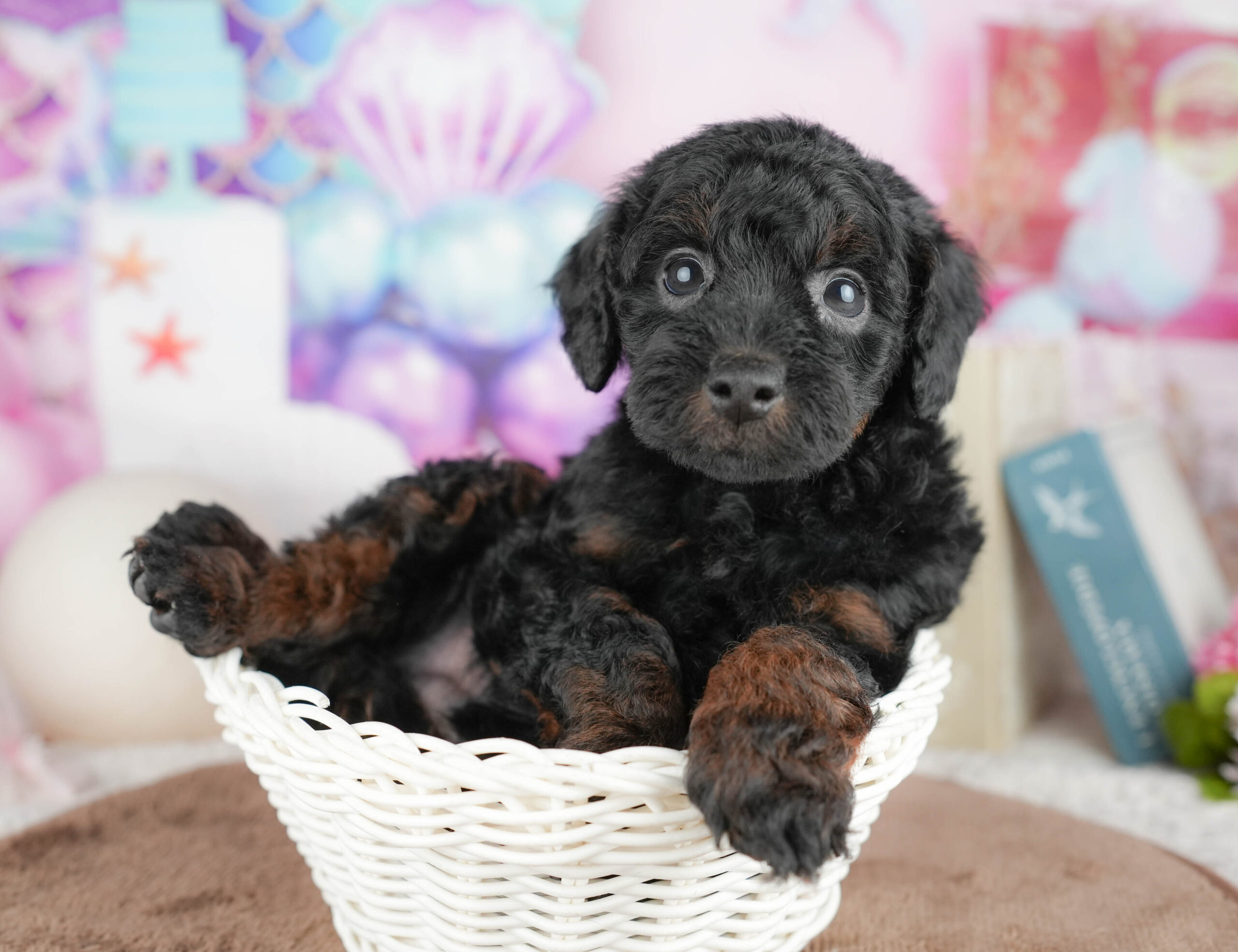 トイ・プードル | 男の子 | ブラック＆タン | 2026年1月20日