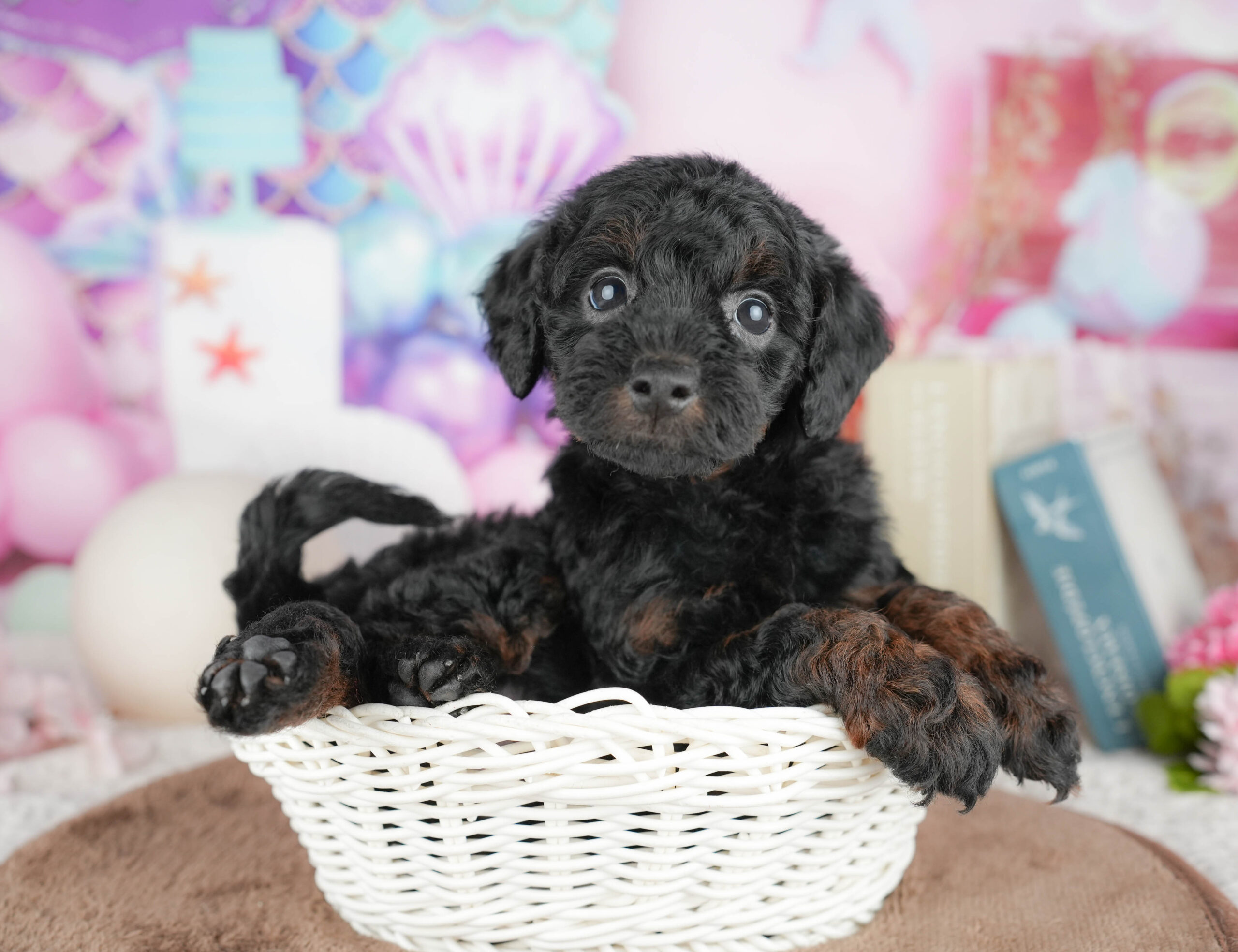 トイ・プードル | 男の子 | ブラック＆タン | 2026年1月20日