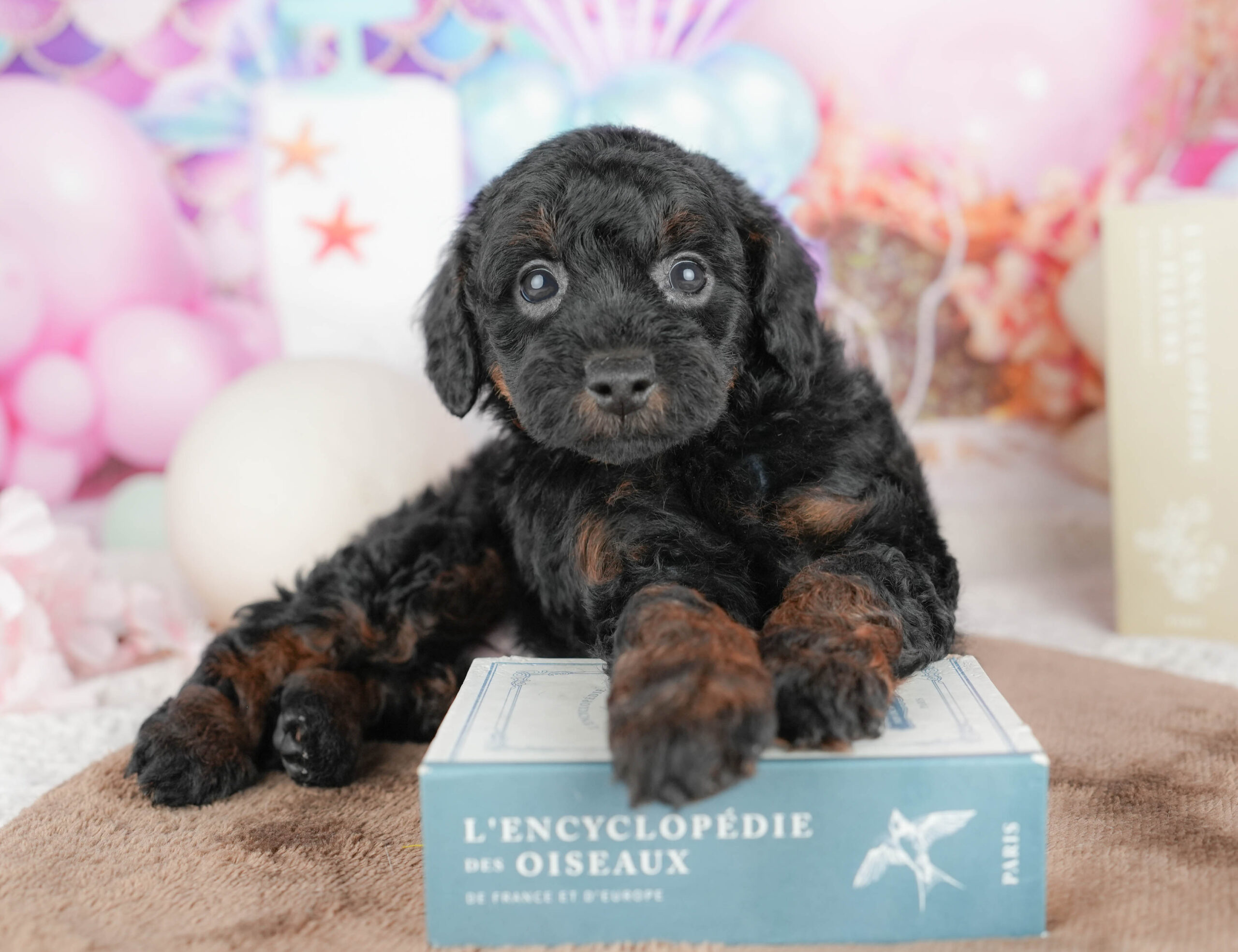 トイ・プードル | 男の子 | ブラック＆タン | 2026年1月20日