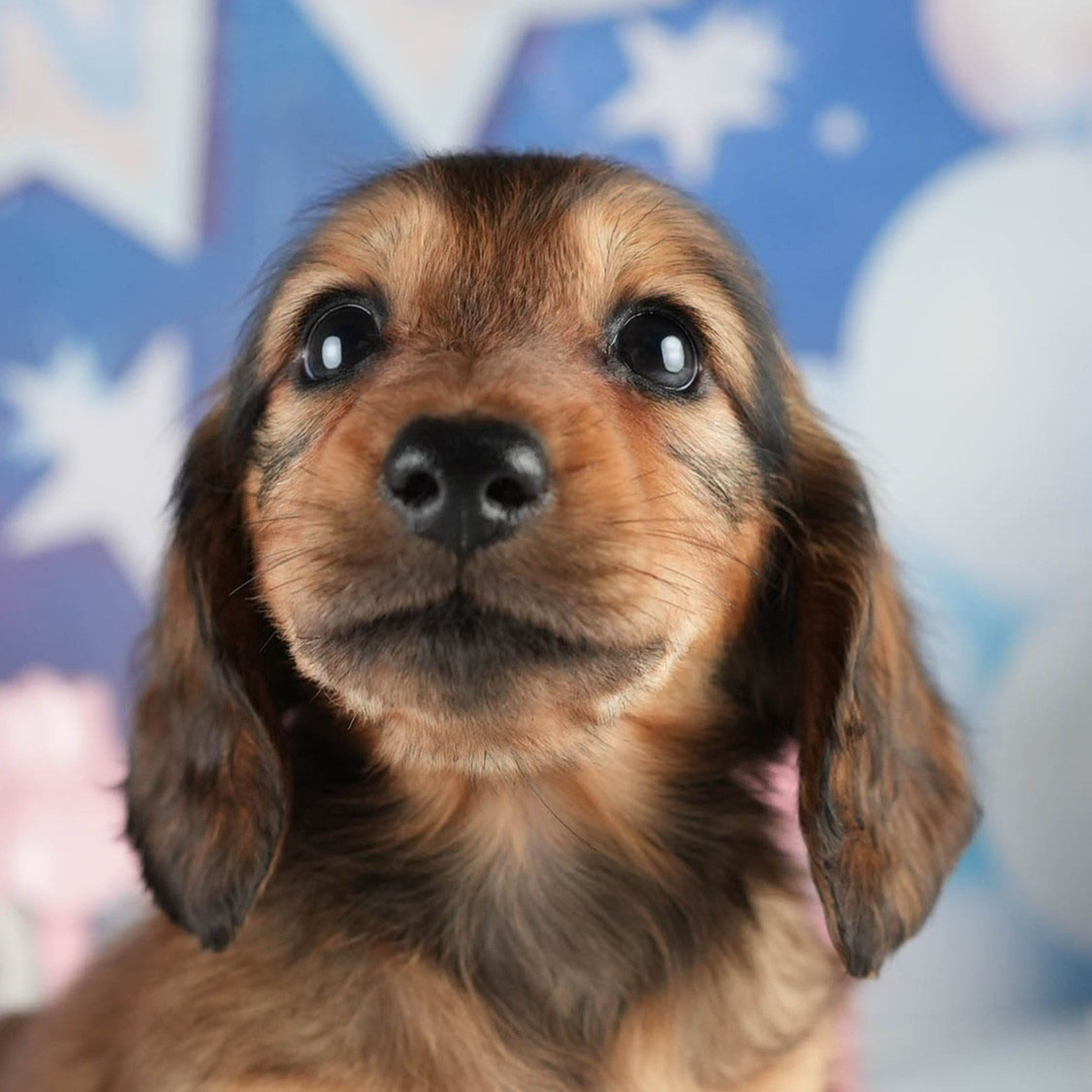 ミニチュア・ダックスフンド(ロング) | 女の子 | シェーデッドレッド | 2026年1月20日