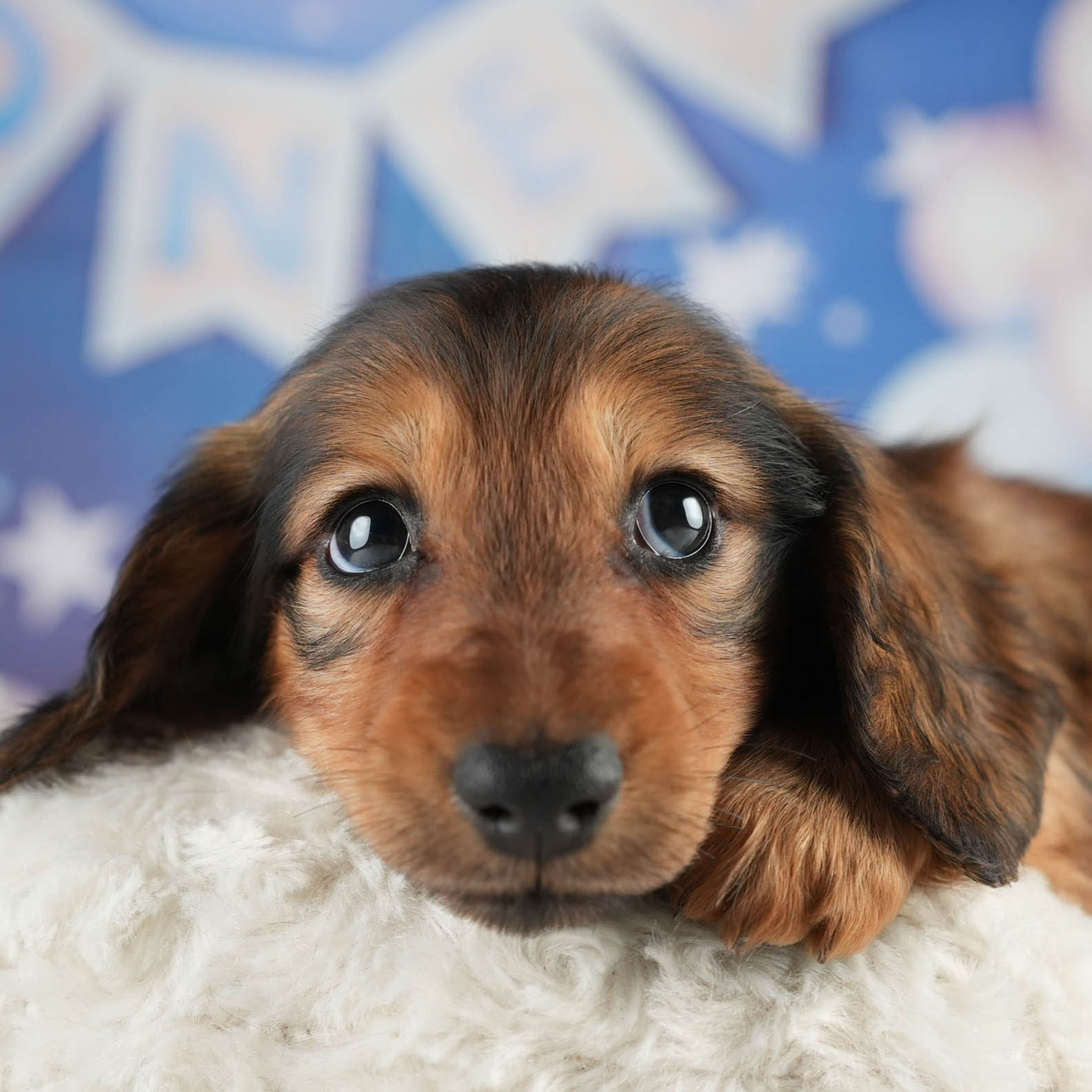 ミニチュア・ダックスフンド(ロング) | 女の子 | シェーデッドレッド | 2026年1月20日