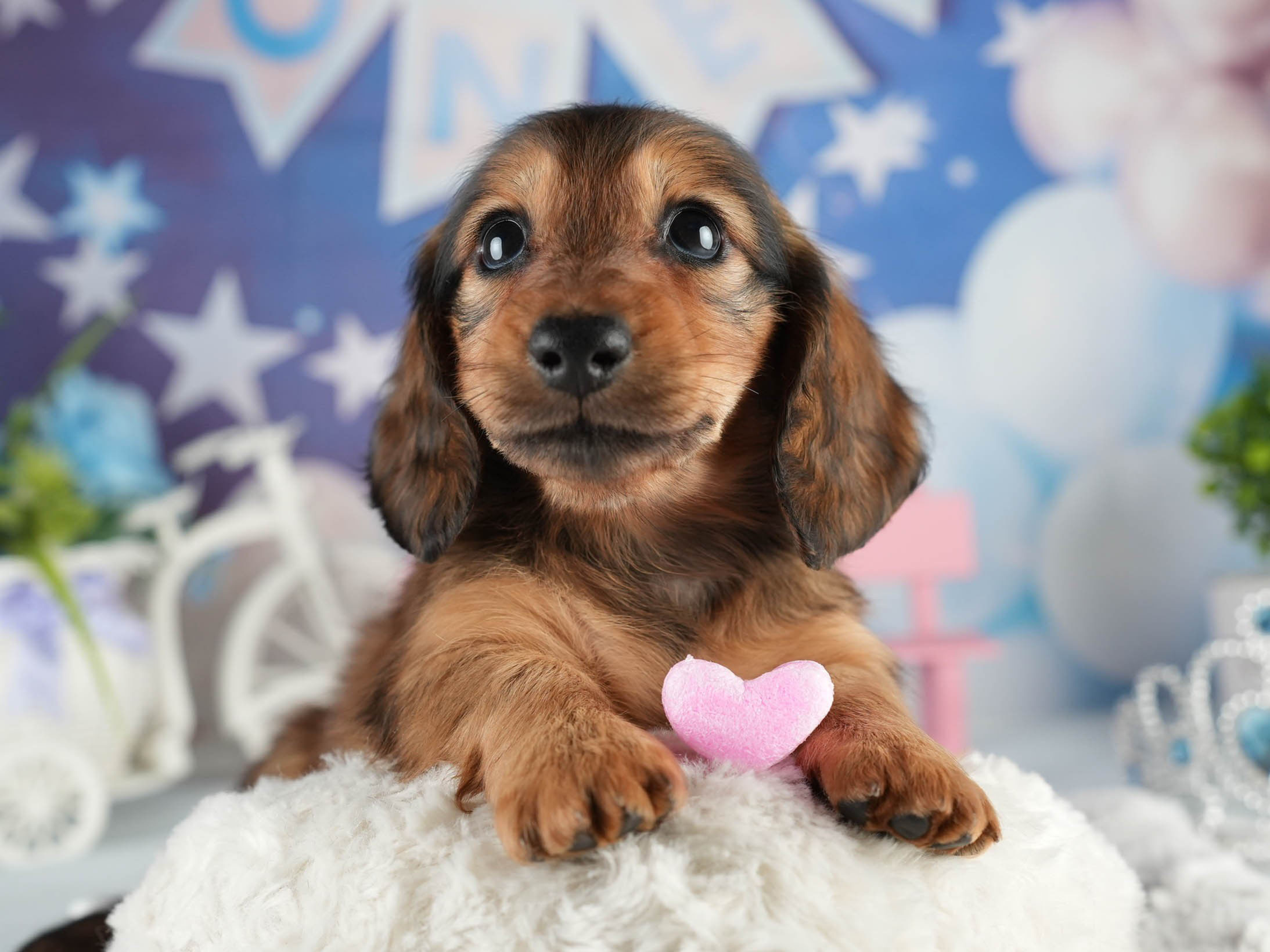 ミニチュア・ダックスフンド(ロング) | 女の子 | シェーデッドレッド | 2026年1月20日