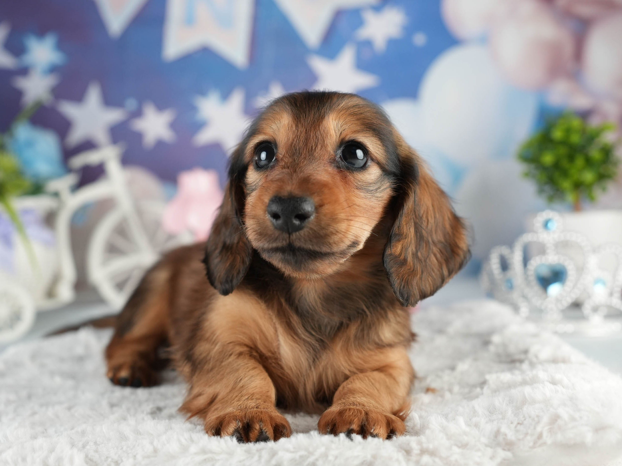 ミニチュア・ダックスフンド(ロング) | 女の子 | シェーデッドレッド | 2026年1月20日