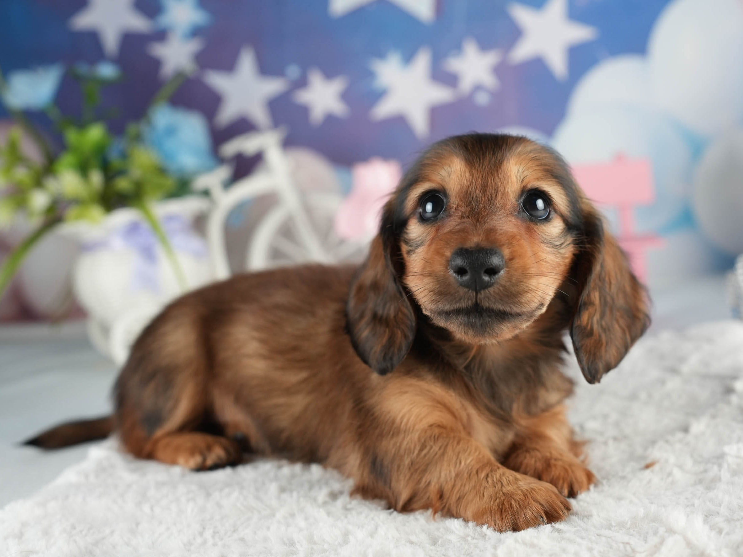 ミニチュア・ダックスフンド(ロング) | 女の子 | シェーデッドレッド | 2026年1月20日