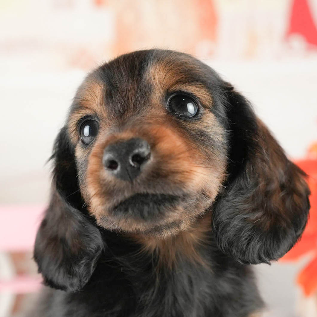 ミニチュア・ダックスフンド(ロング) | 男の子 | シェーデッドレッド | 2026年1月20日