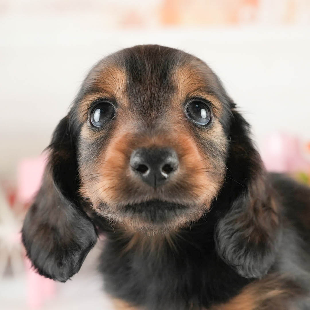 ミニチュア・ダックスフンド(ロング) | 男の子 | シェーデッドレッド | 2026年1月20日