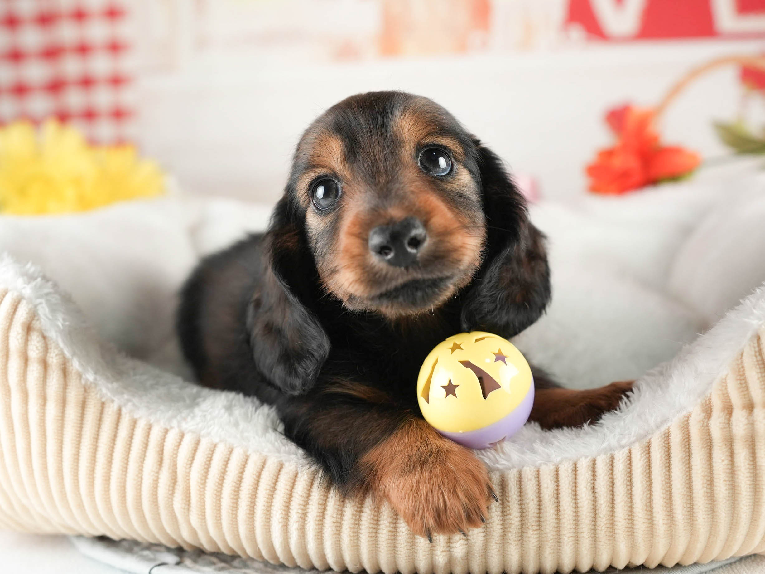 ミニチュア・ダックスフンド(ロング) | 男の子 | シェーデッドレッド | 2026年1月20日