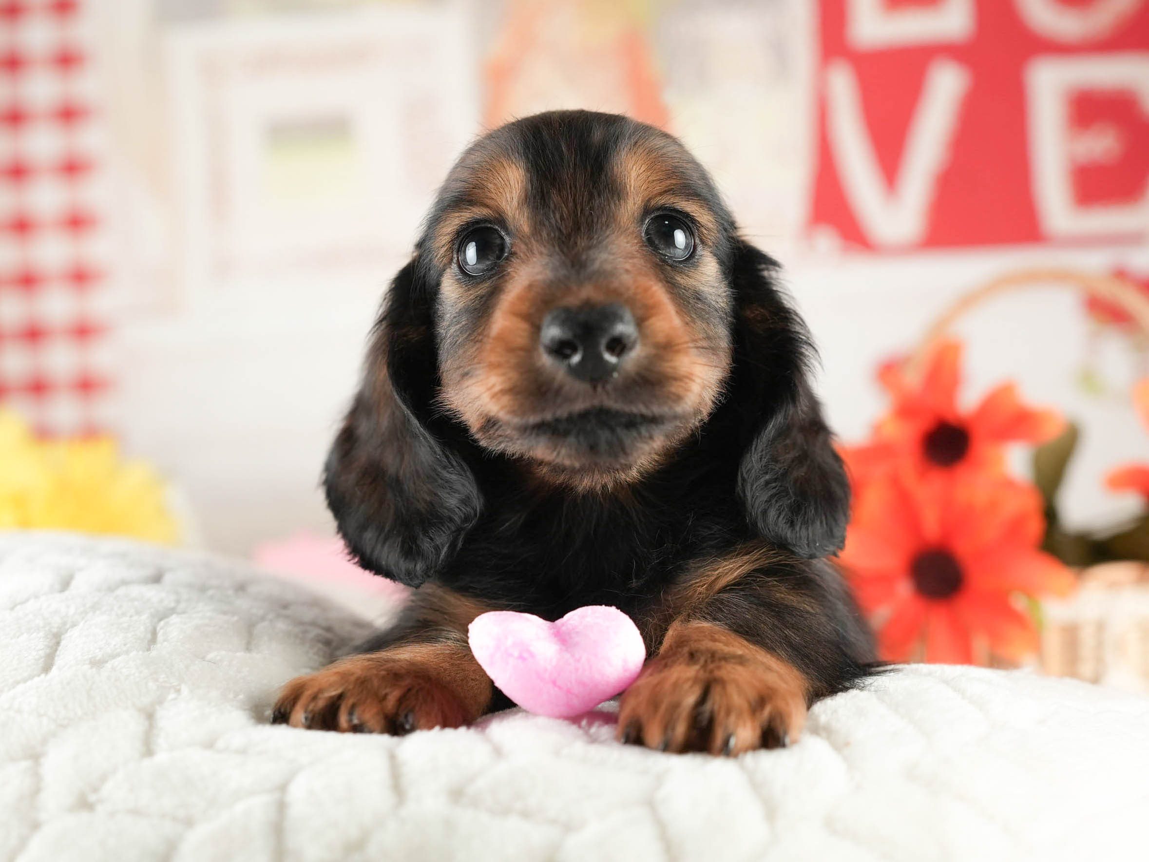 ミニチュア・ダックスフンド(ロング) | 男の子 | シェーデッドレッド | 2026年1月20日