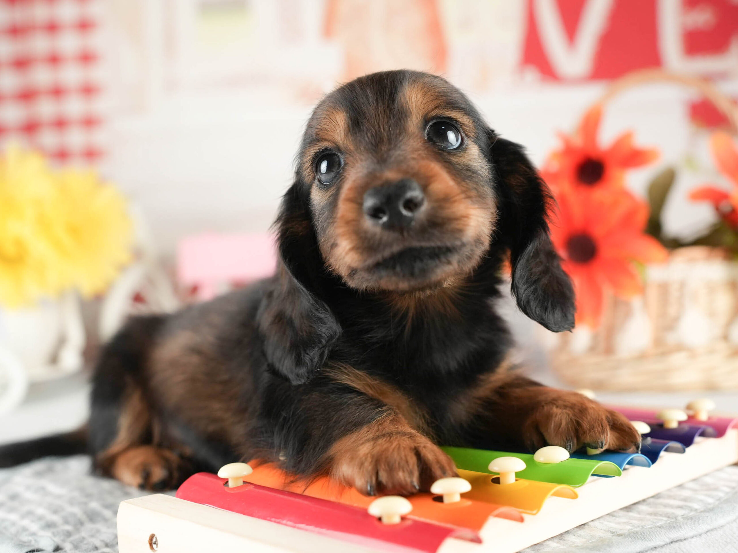 ミニチュア・ダックスフンド(ロング) | 男の子 | シェーデッドレッド | 2026年1月20日