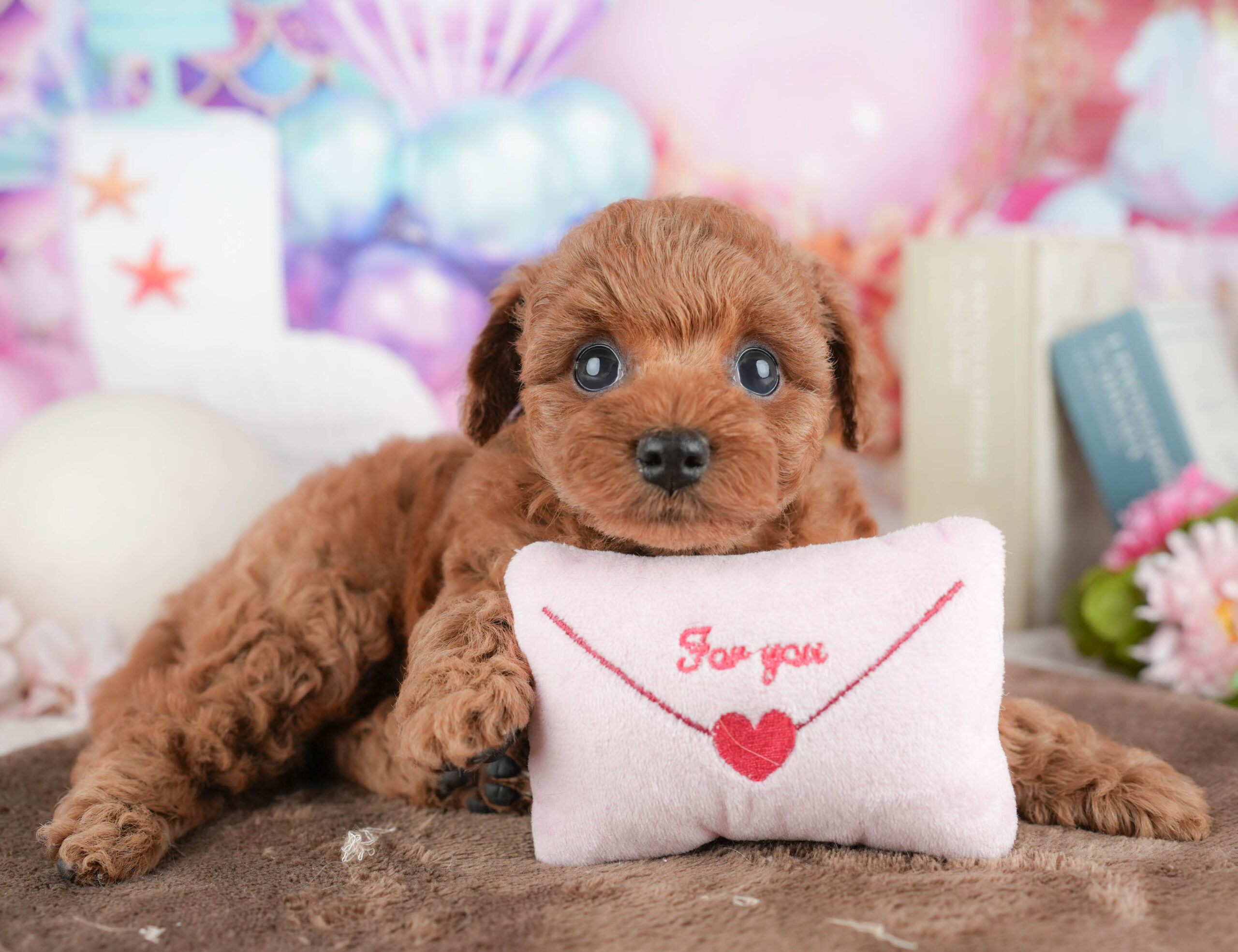 トイ・プードル | 女の子 | レッド | 2026年1月21日