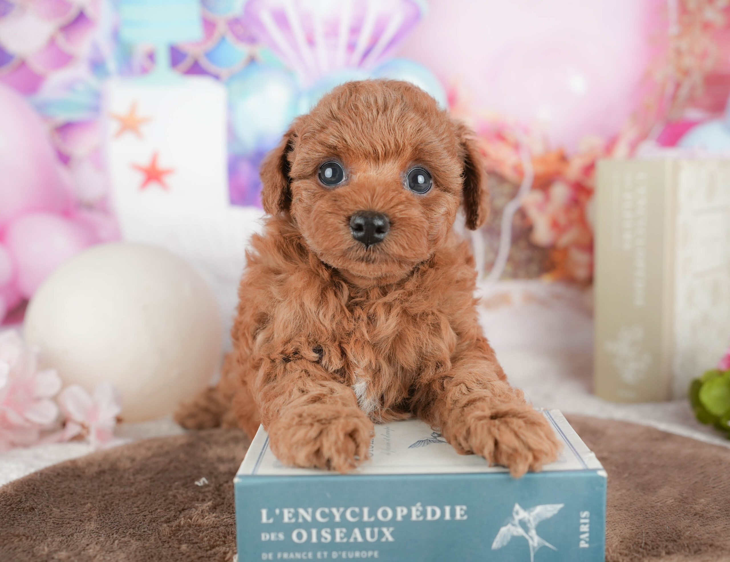 トイ・プードル | 女の子 | レッド | 2026年1月21日