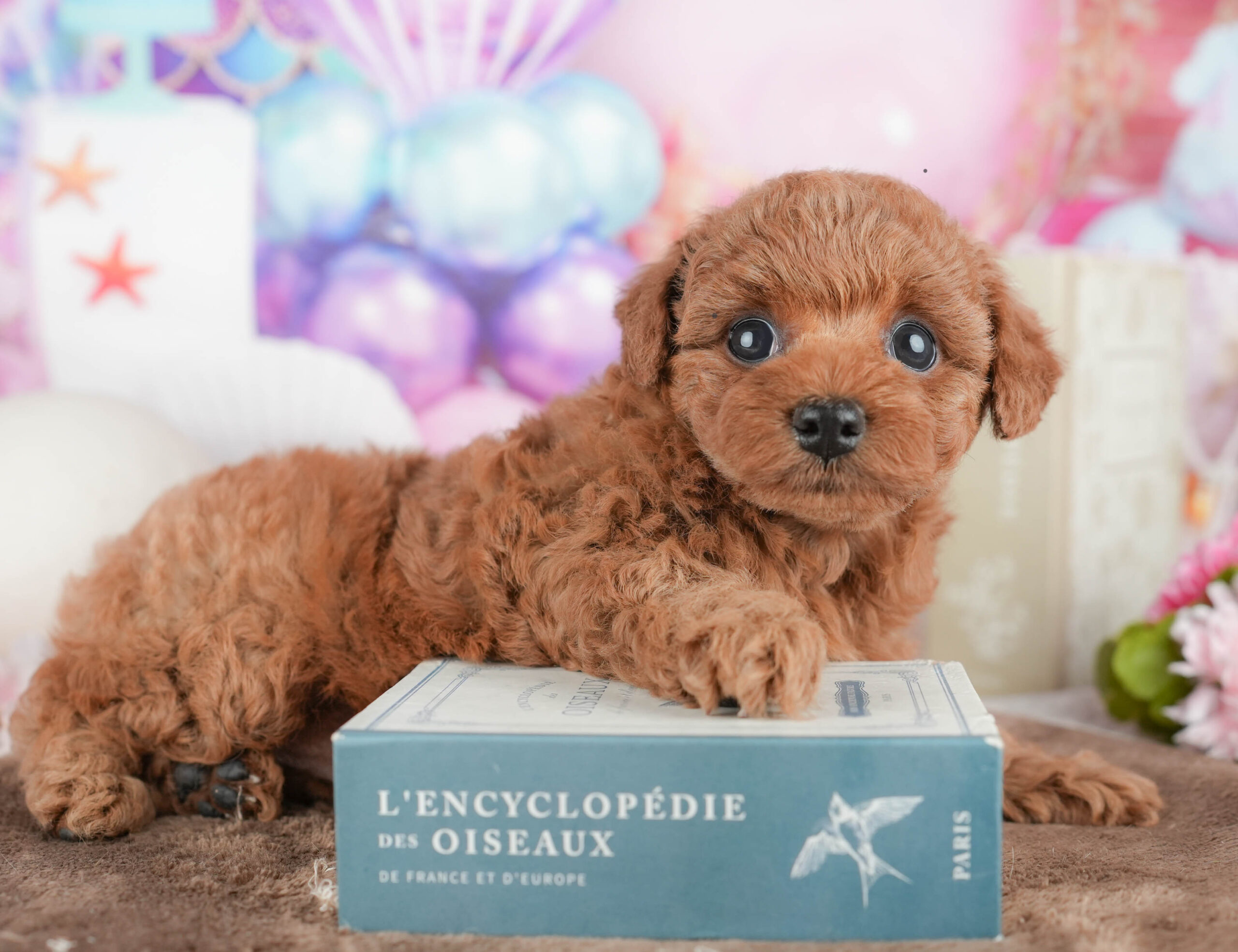 トイ・プードル | 女の子 | レッド | 2026年1月21日