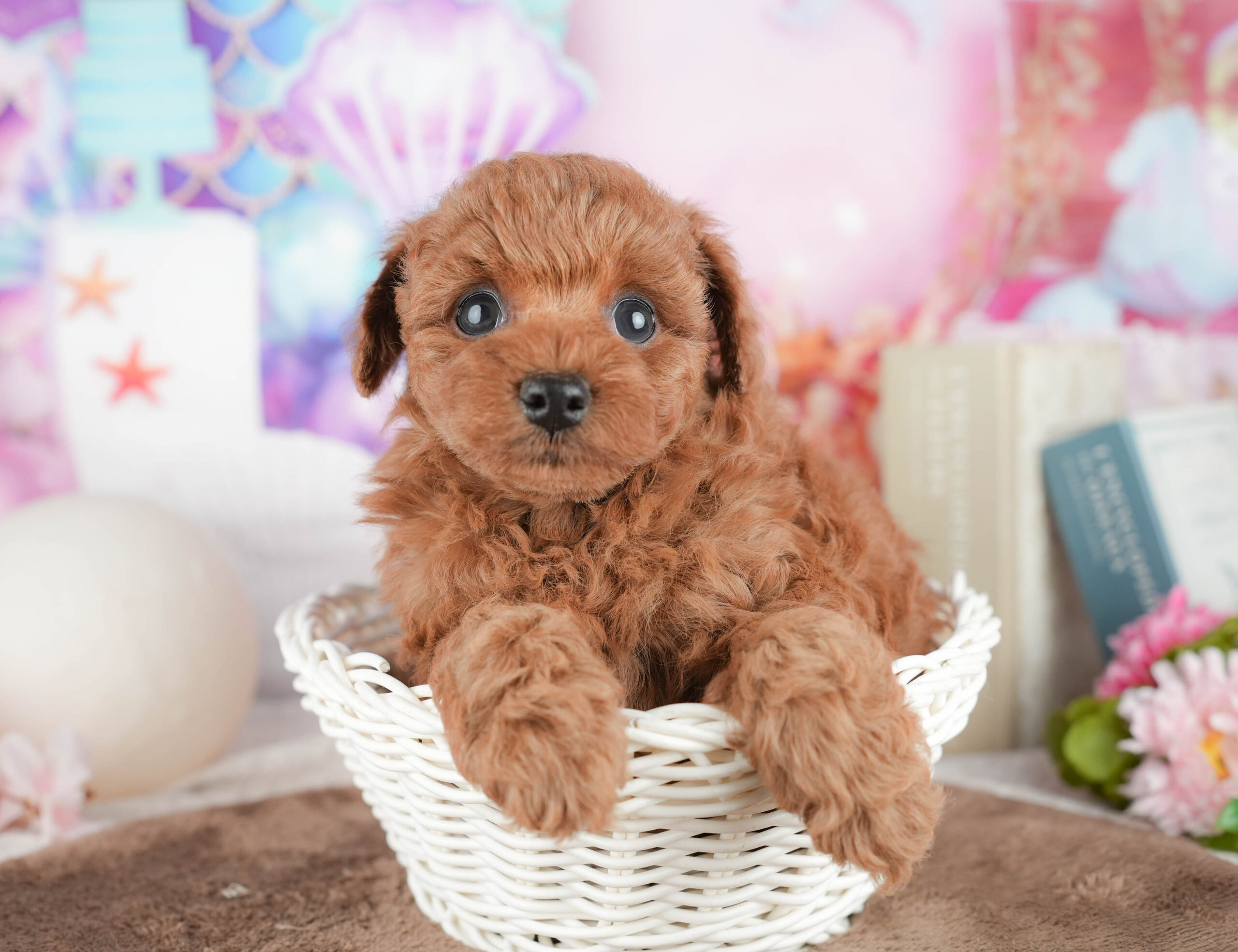 トイ・プードル | 女の子 | レッド | 2026年1月21日