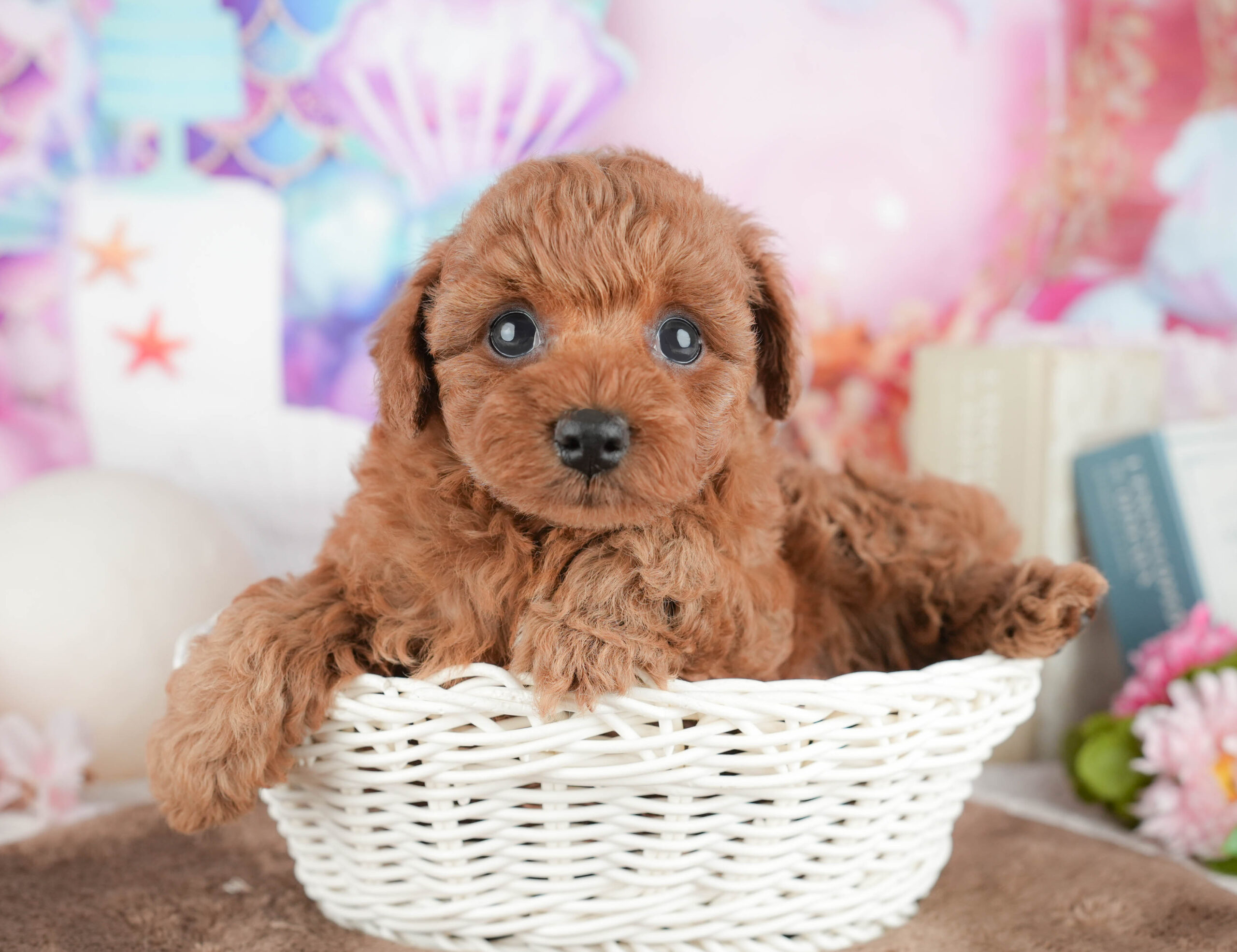 トイ・プードル | 女の子 | レッド | 2026年1月21日