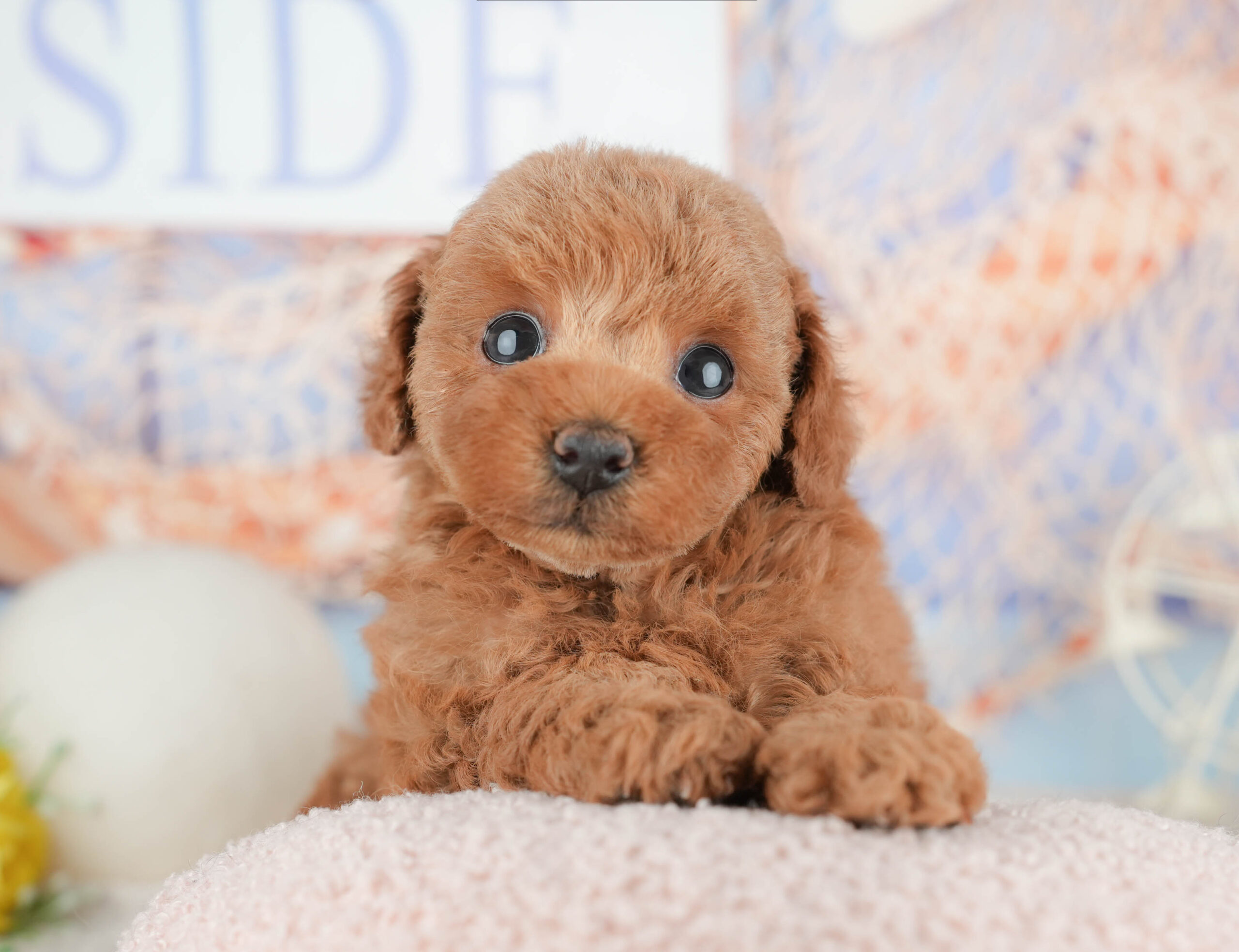 トイ・プードル | 女の子 | レッド | 2026年1月21日