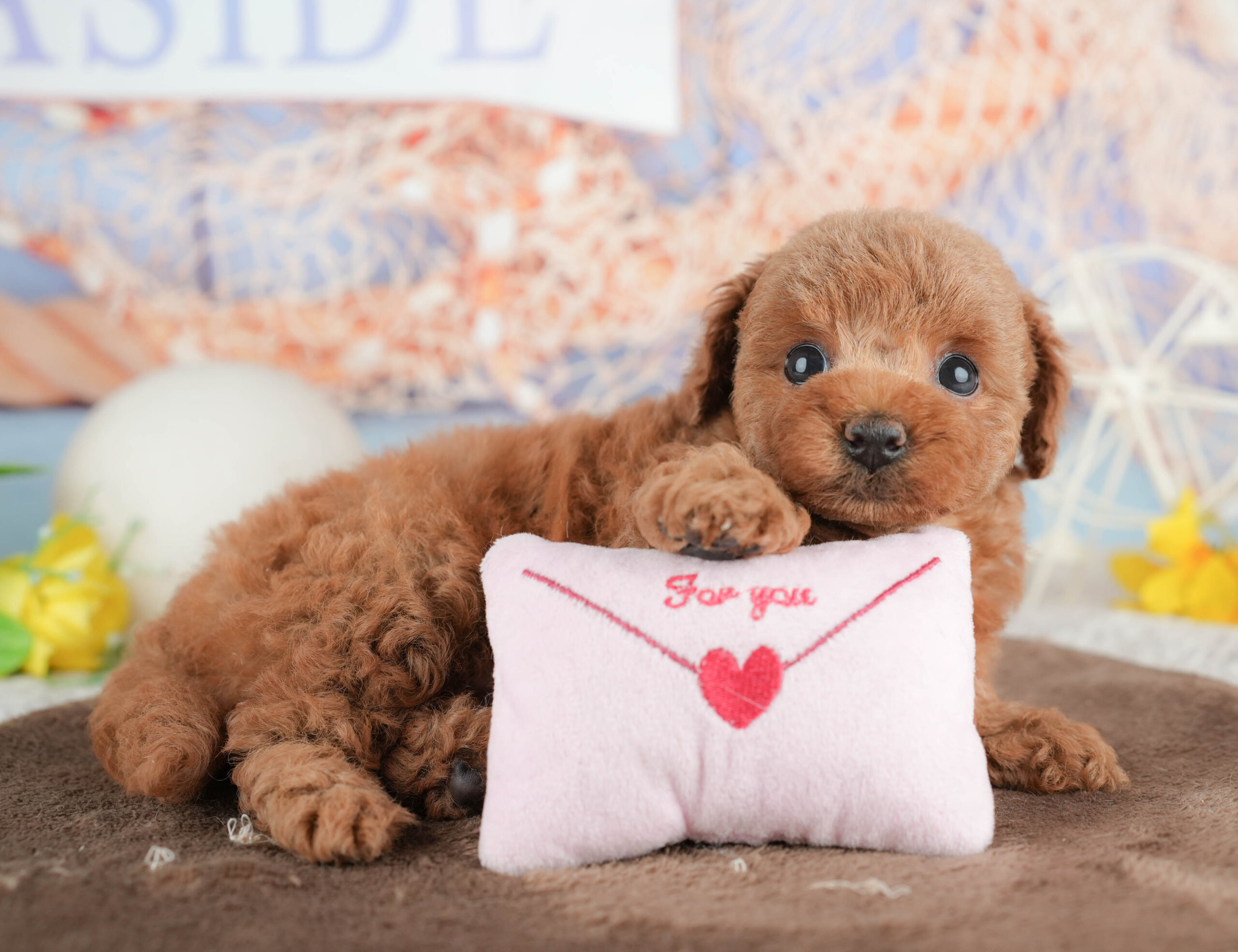 トイ・プードル | 女の子 | レッド | 2026年1月21日