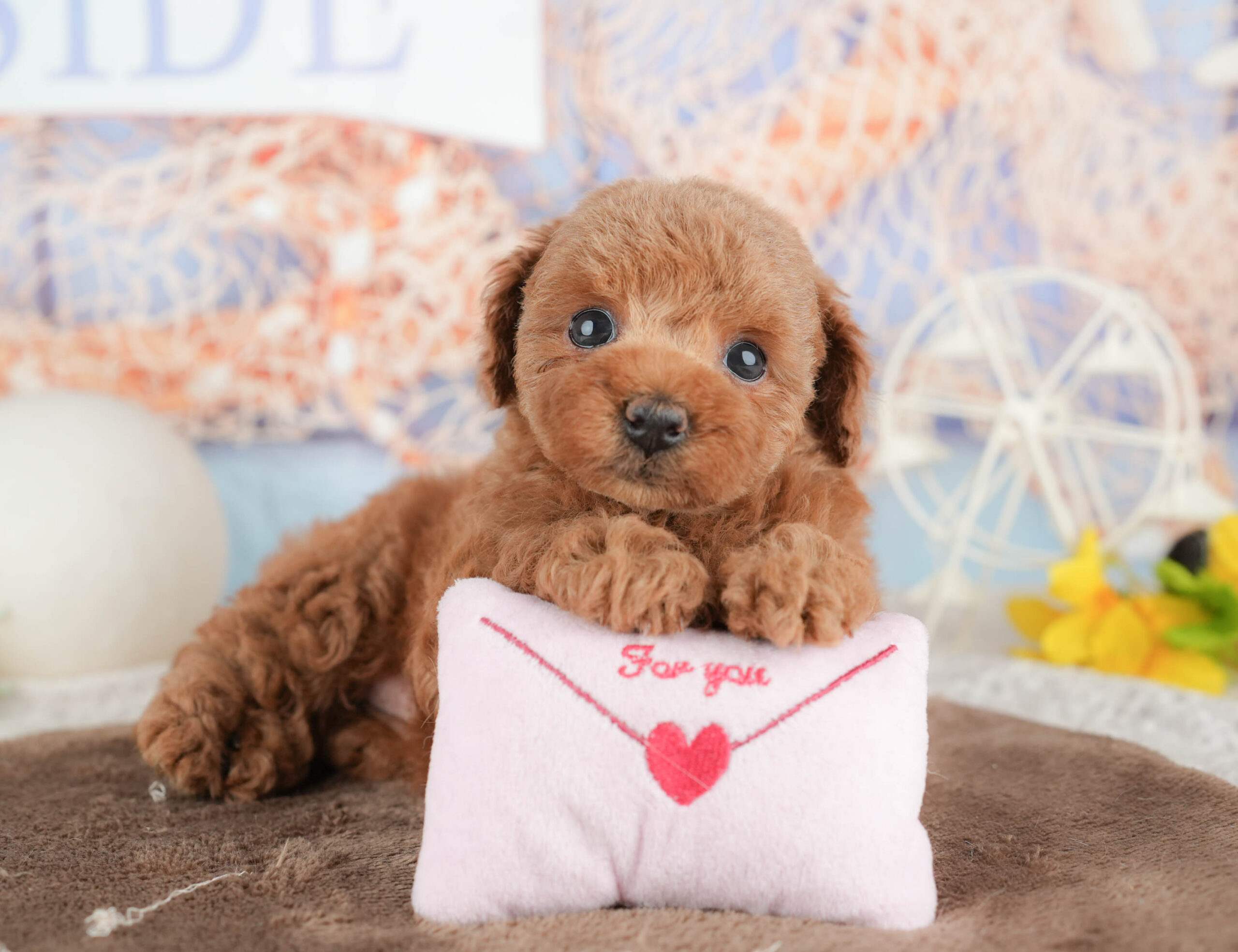 トイ・プードル | 女の子 | レッド | 2026年1月21日