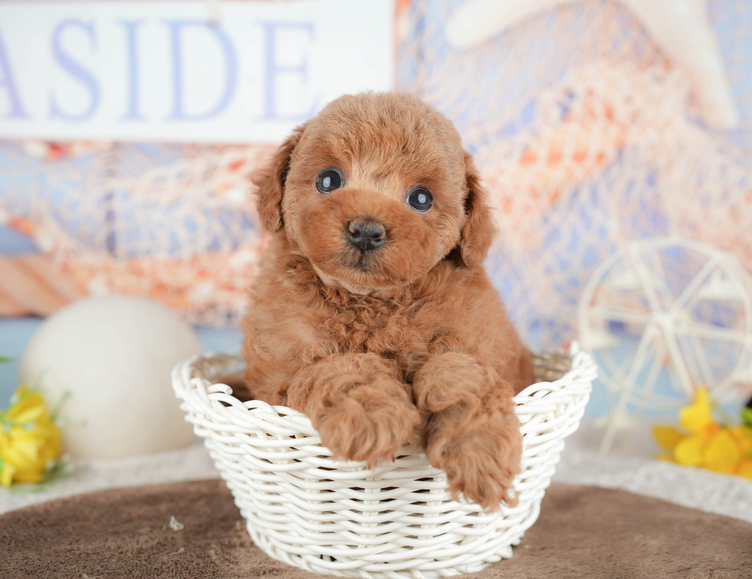 トイ・プードル | 女の子 | レッド | 2026年1月21日