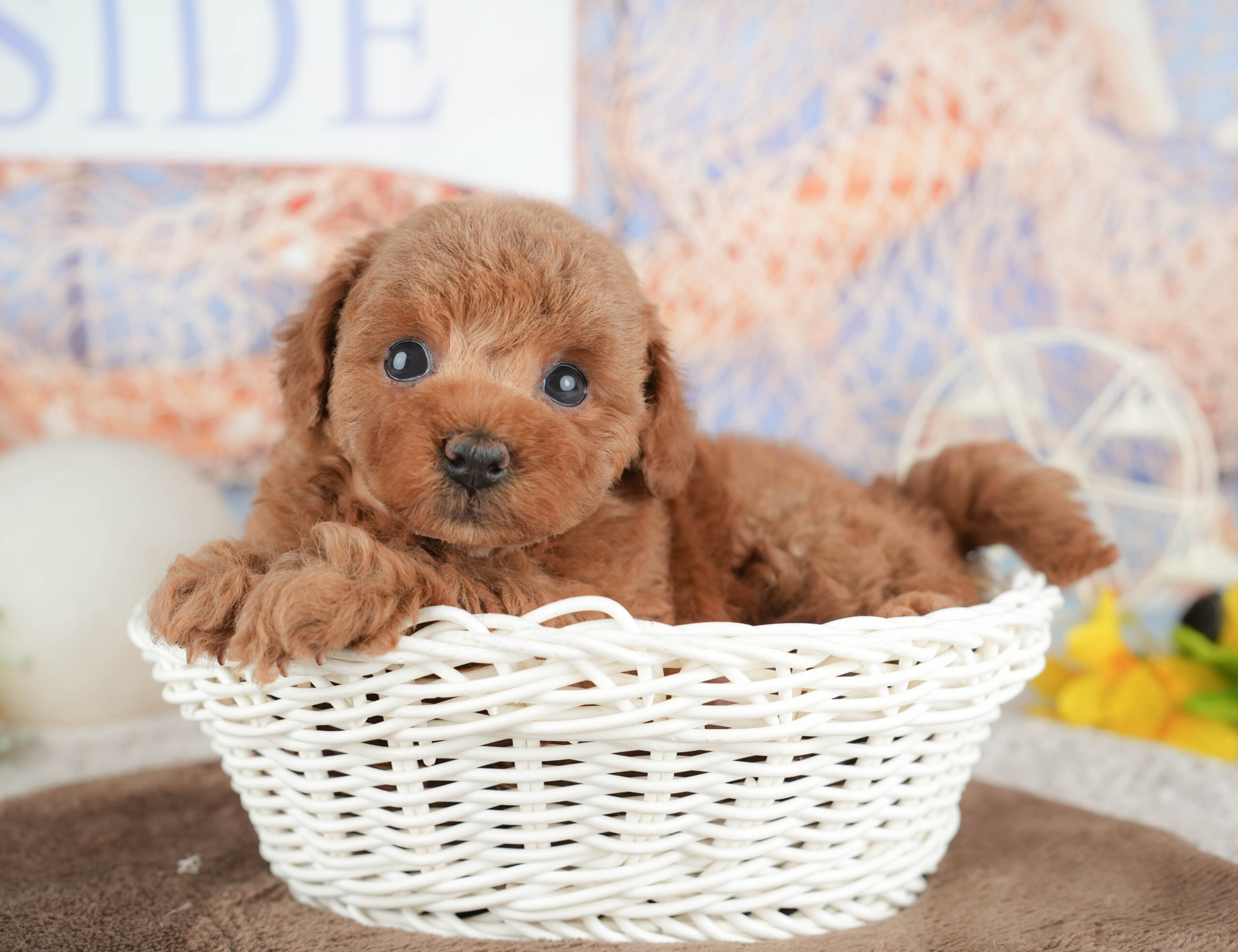 トイ・プードル | 女の子 | レッド | 2026年1月21日