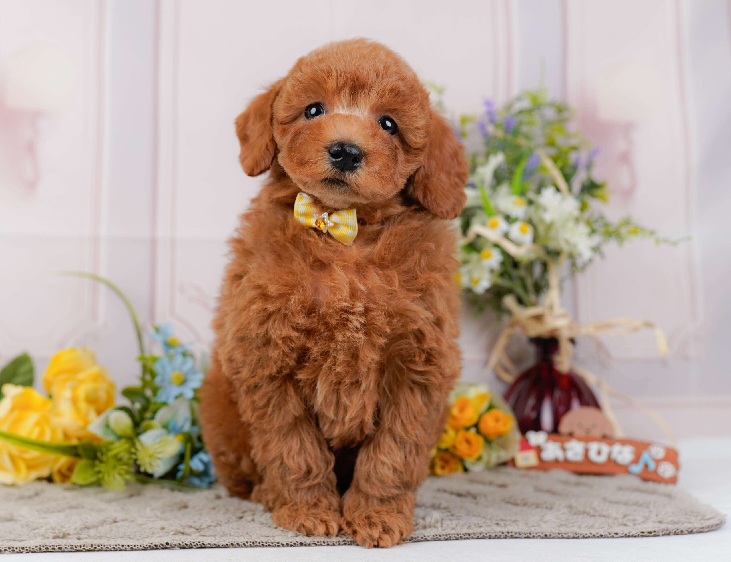 トイ・プードル | 女の子 | レッド | 2026年1月22日