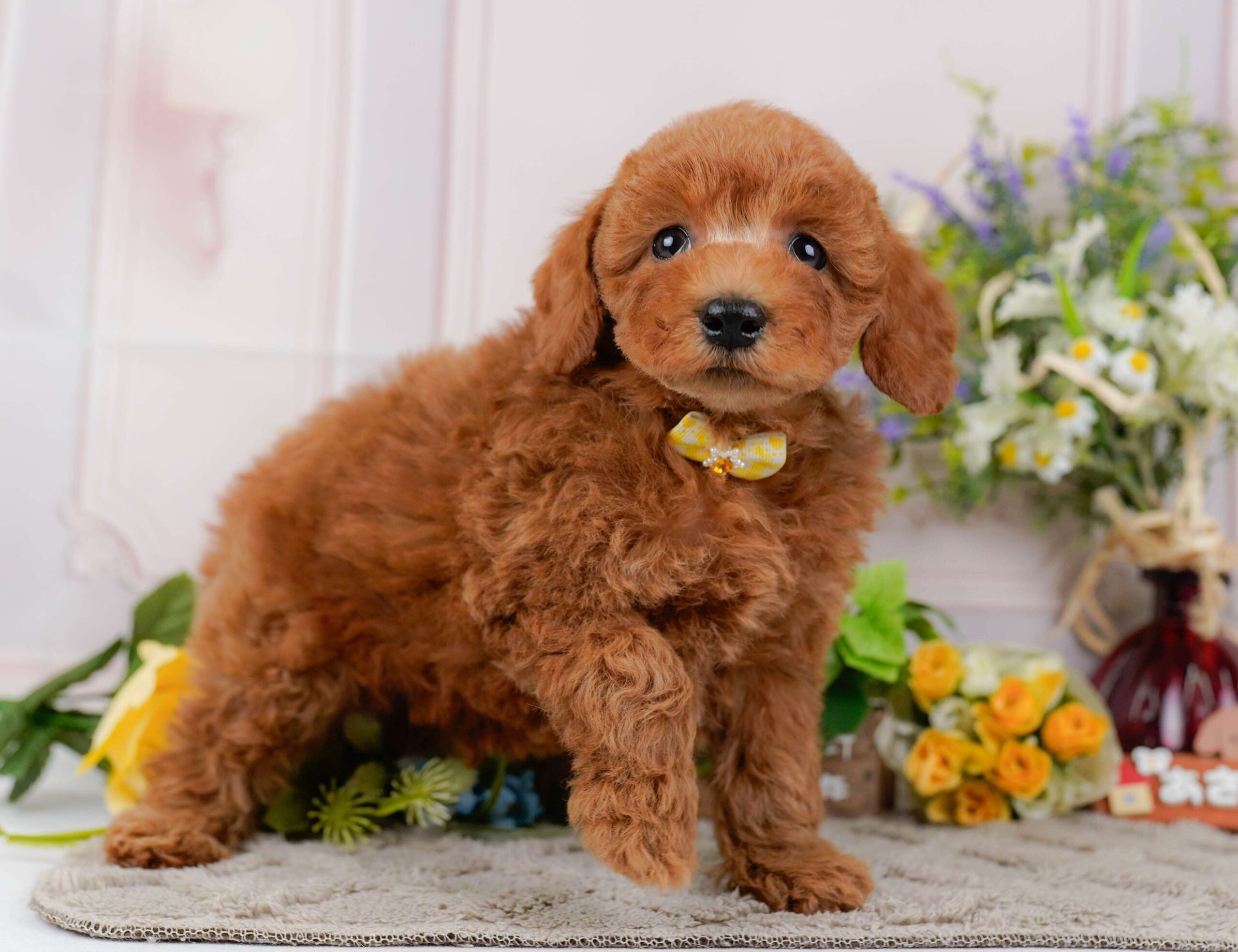 トイ・プードル | 女の子 | レッド | 2026年1月22日