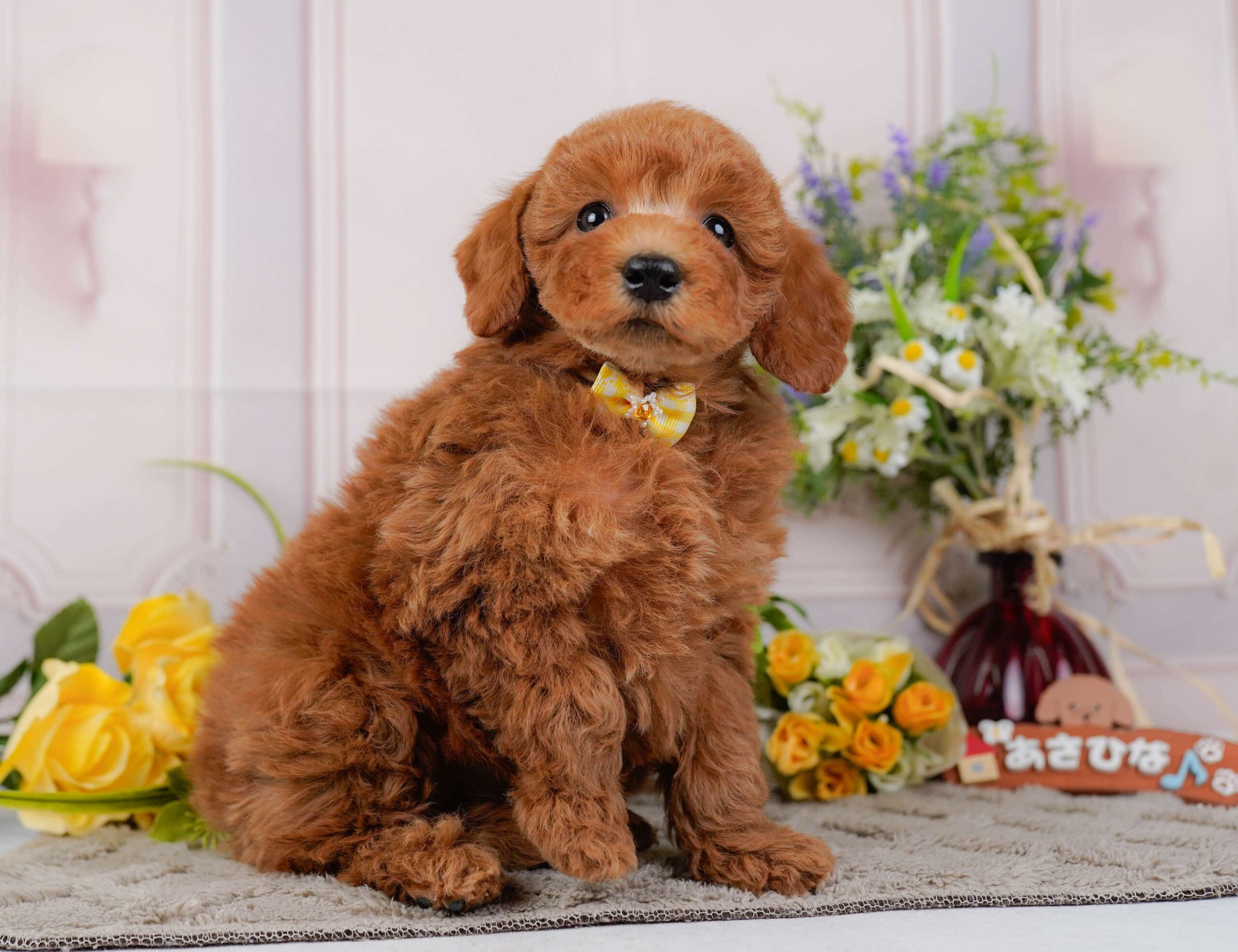 トイ・プードル | 女の子 | レッド | 2026年1月22日