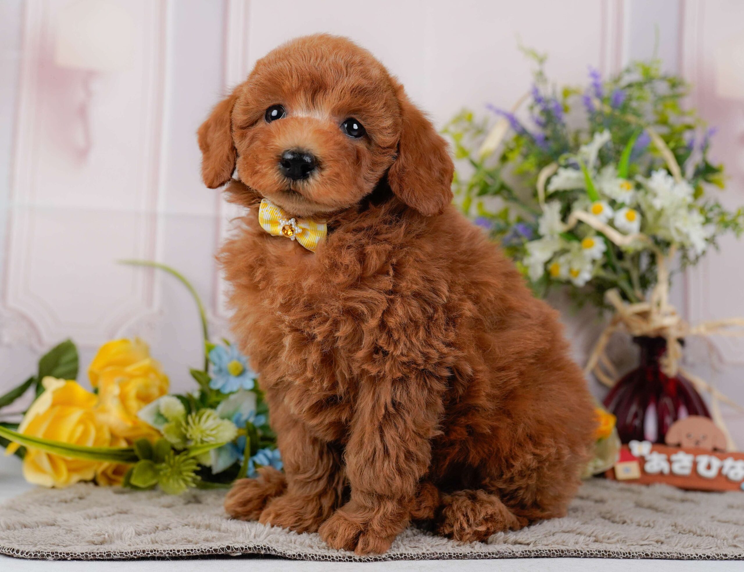 トイ・プードル | 女の子 | レッド | 2026年1月22日