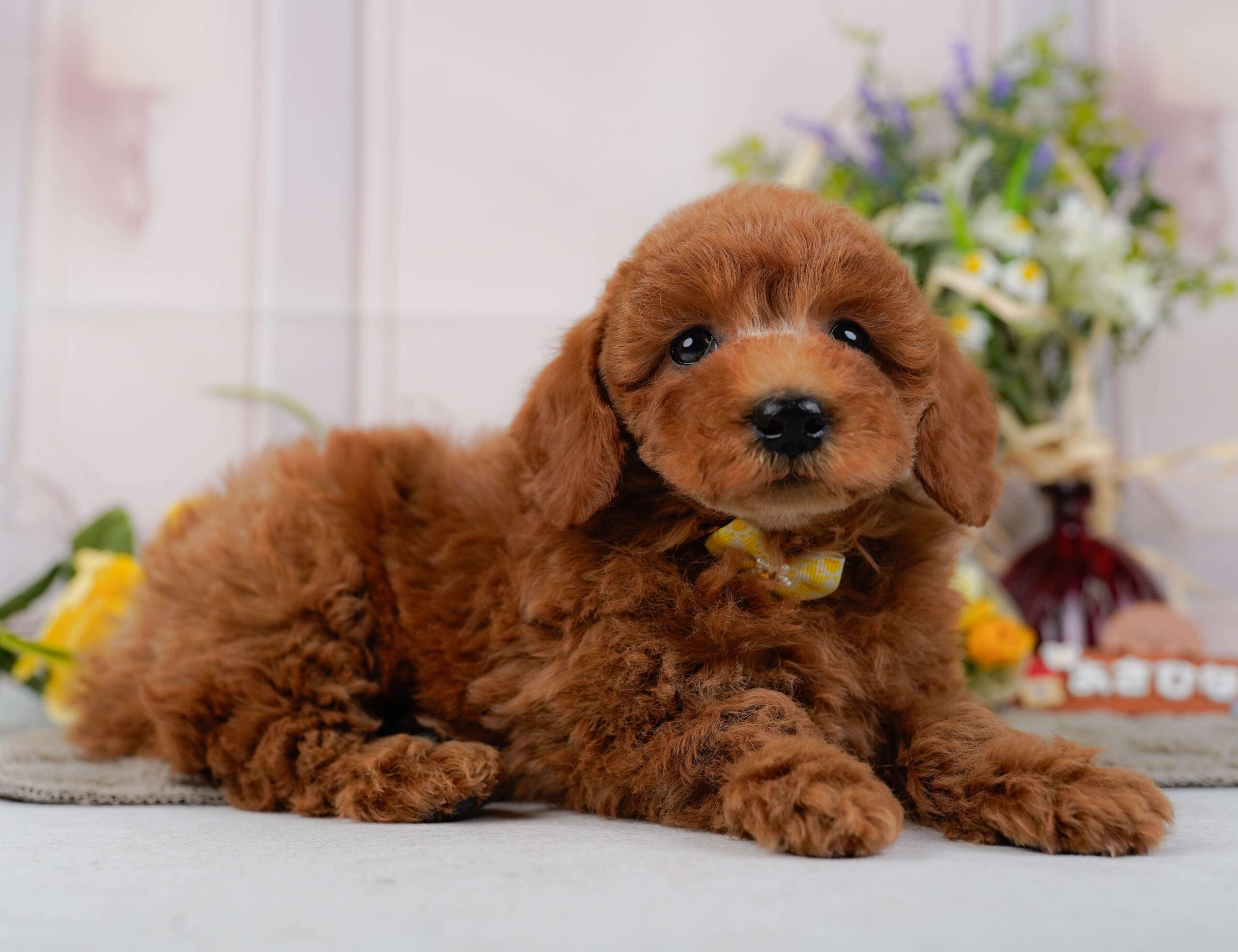 トイ・プードル | 女の子 | レッド | 2026年1月22日