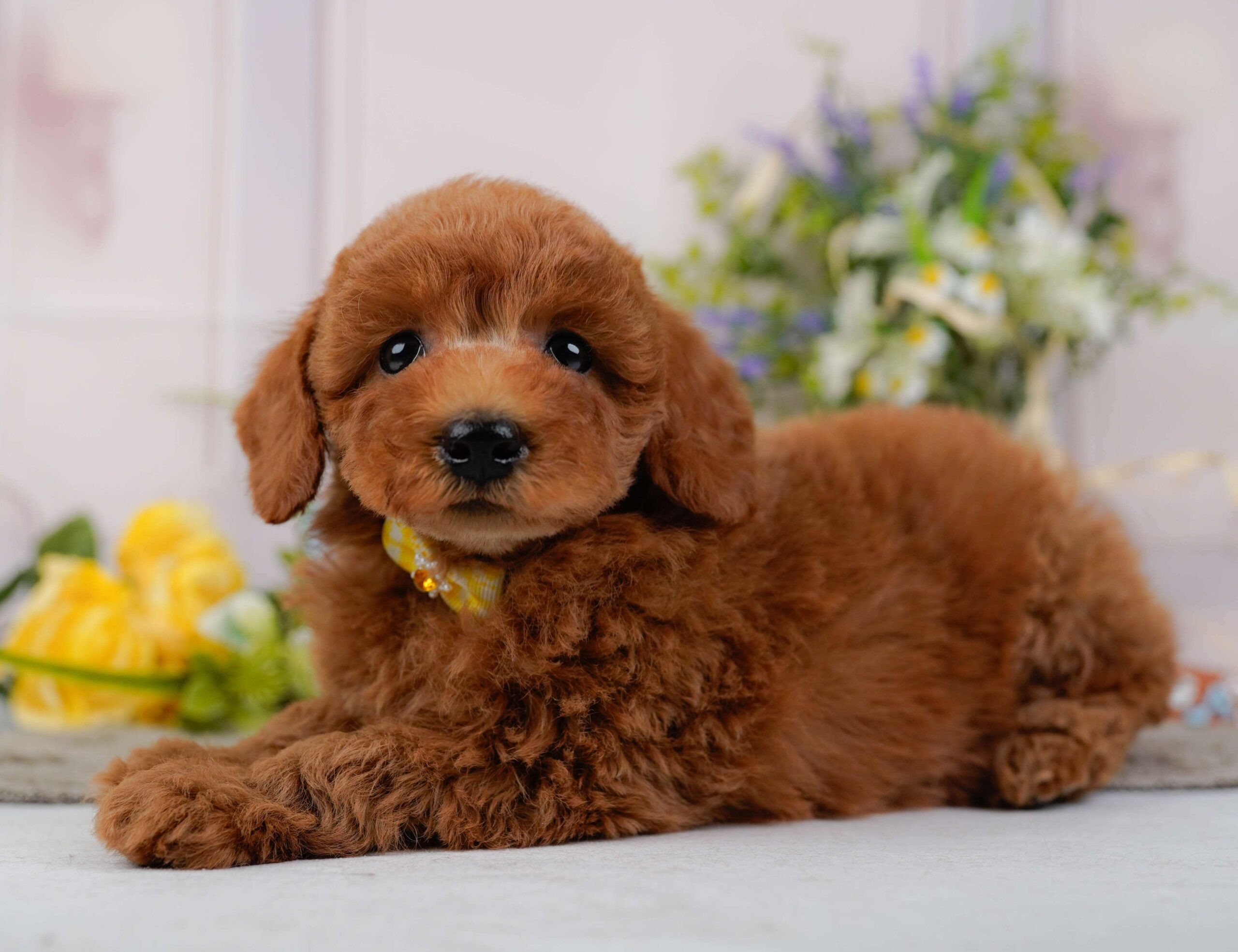 トイ・プードル | 女の子 | レッド | 2026年1月22日