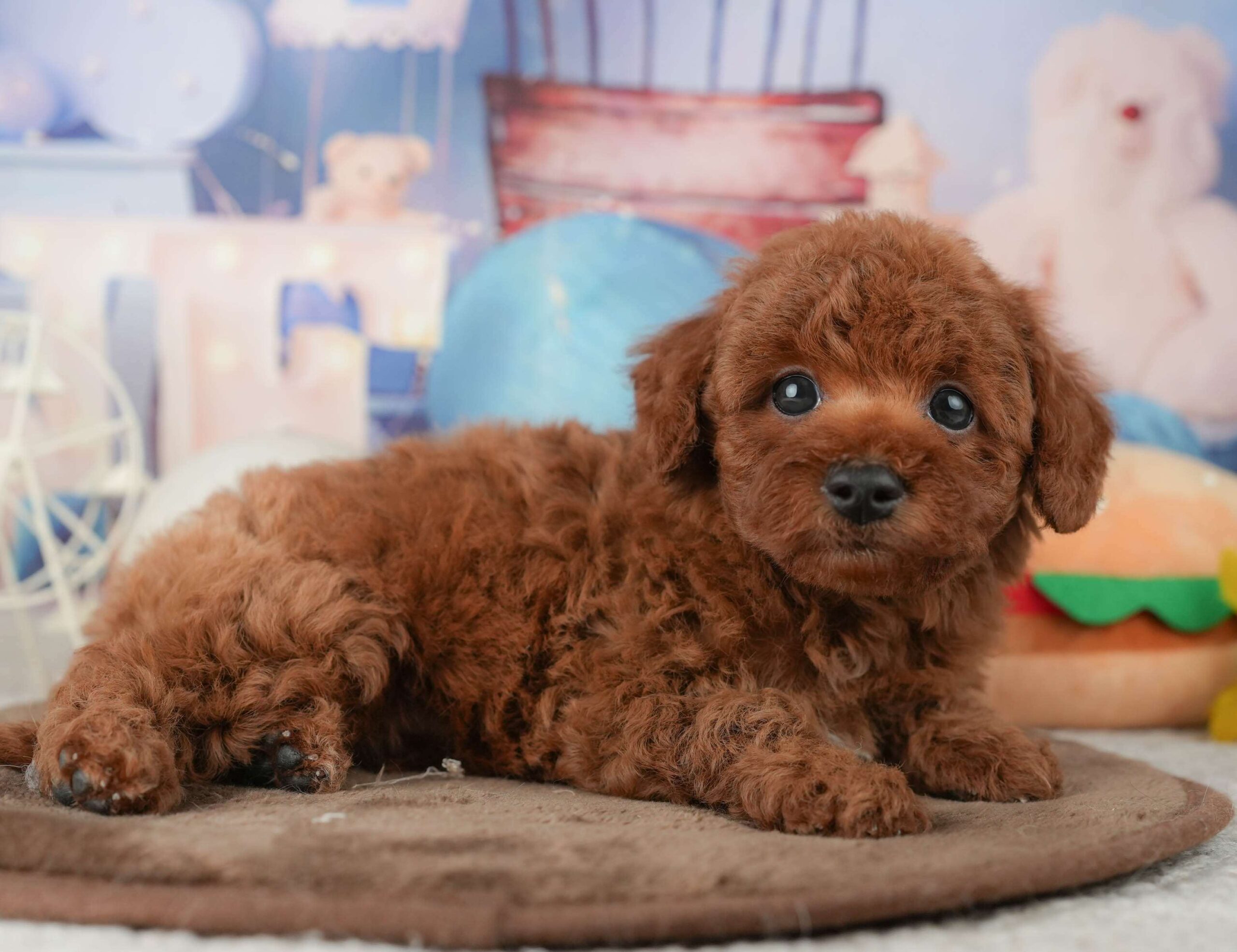 トイ・プードル | 男の子 | レッド | 2026年1月22日