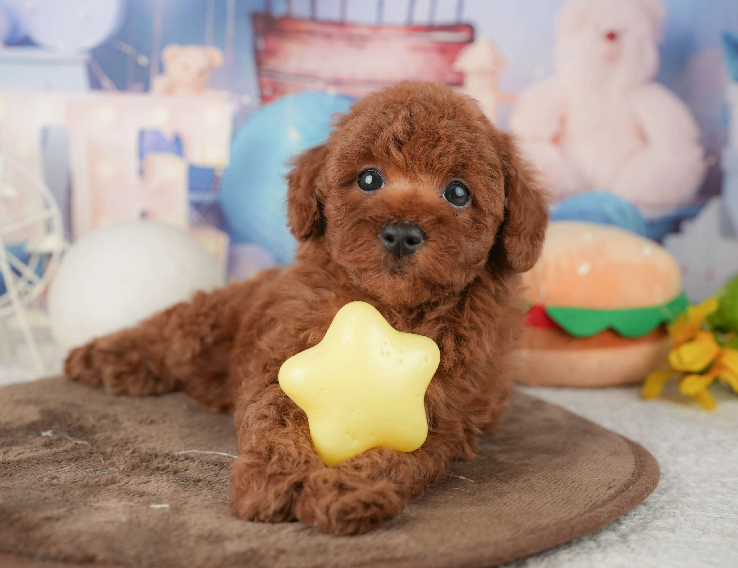 トイ・プードル | 男の子 | レッド | 2026年1月22日