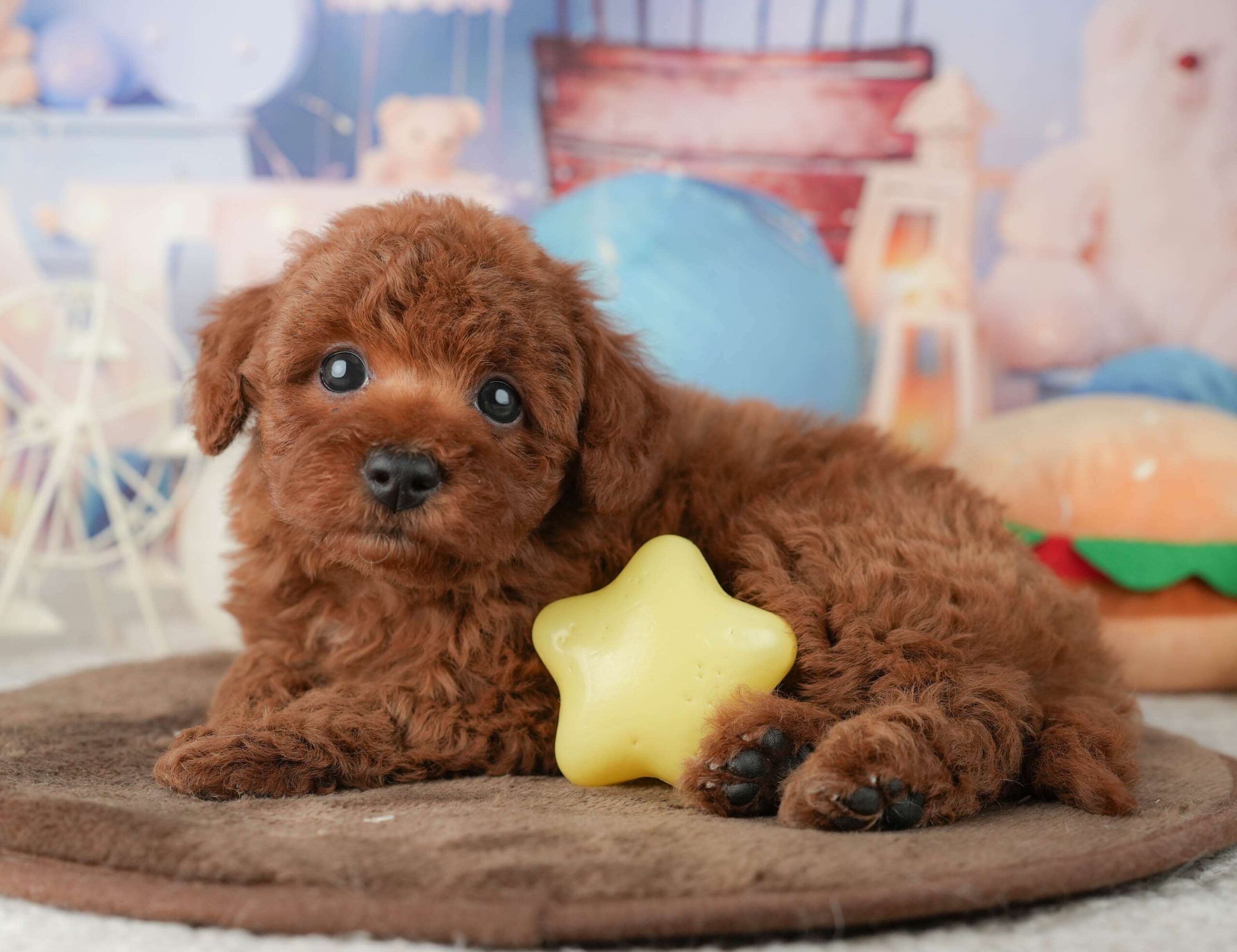 トイ・プードル | 男の子 | レッド | 2026年1月22日