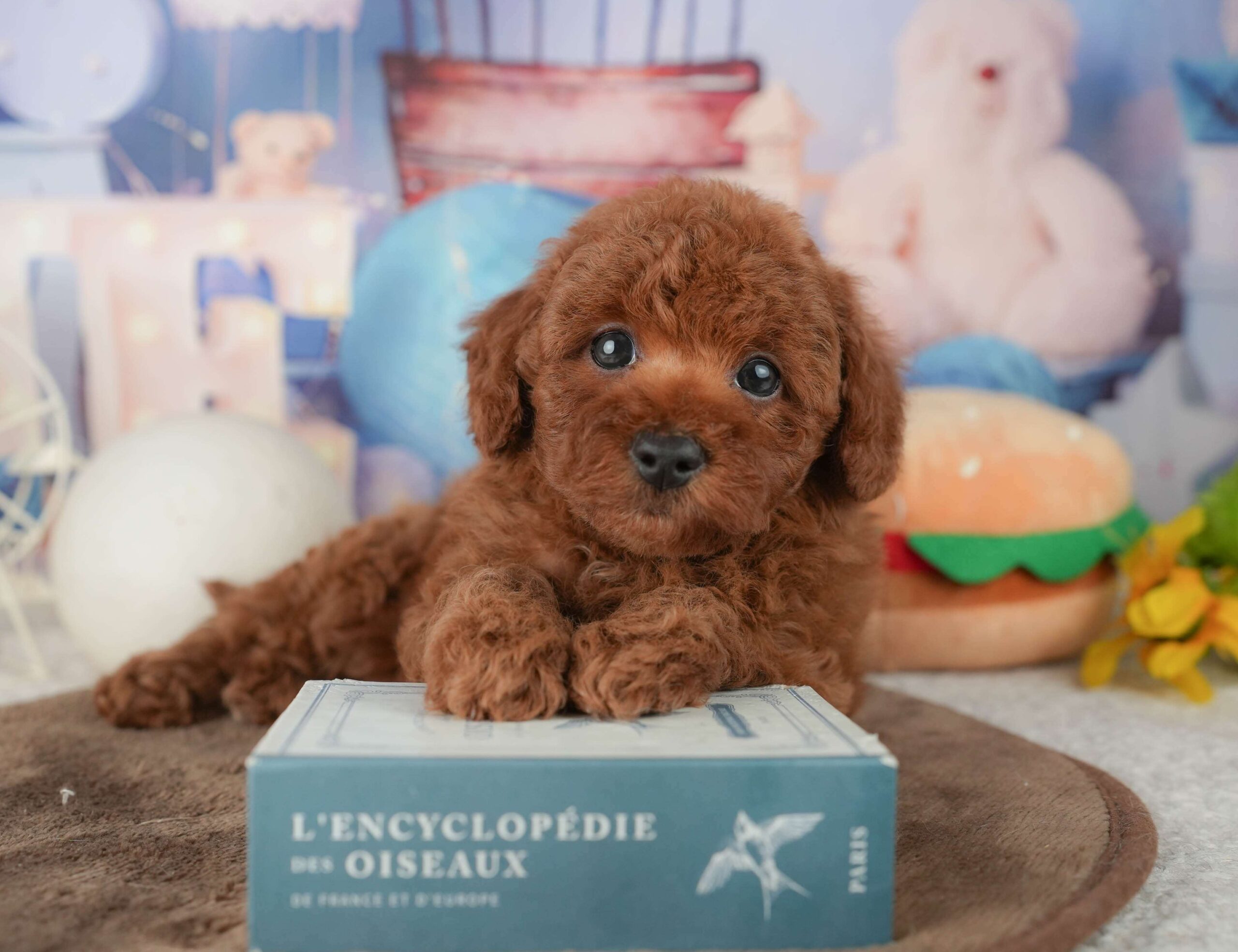 トイ・プードル | 男の子 | レッド | 2026年1月22日