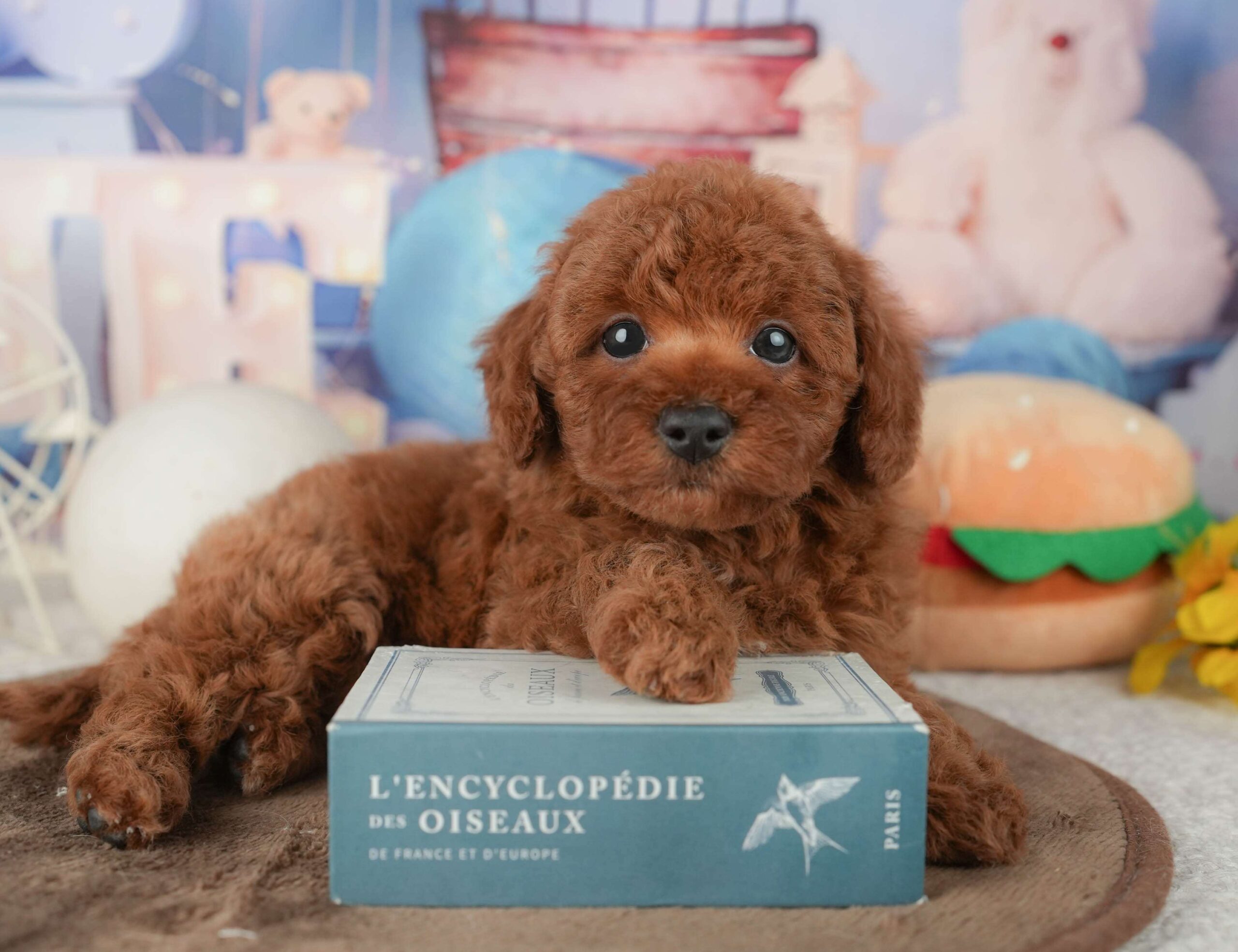 トイ・プードル | 男の子 | レッド | 2026年1月22日