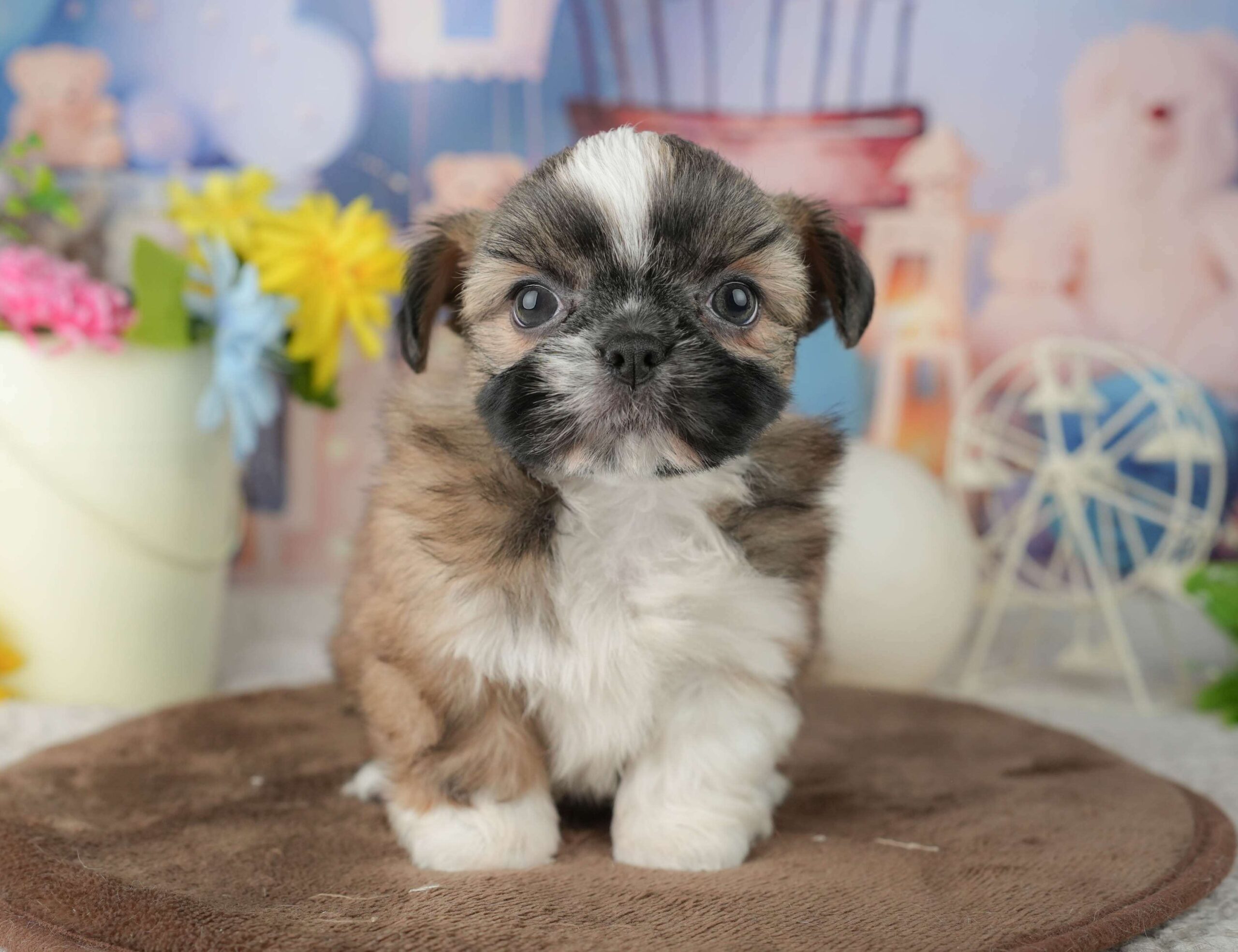 チーズー | 女の子 | ゴールド＆ホワイト | 2026年1月23日