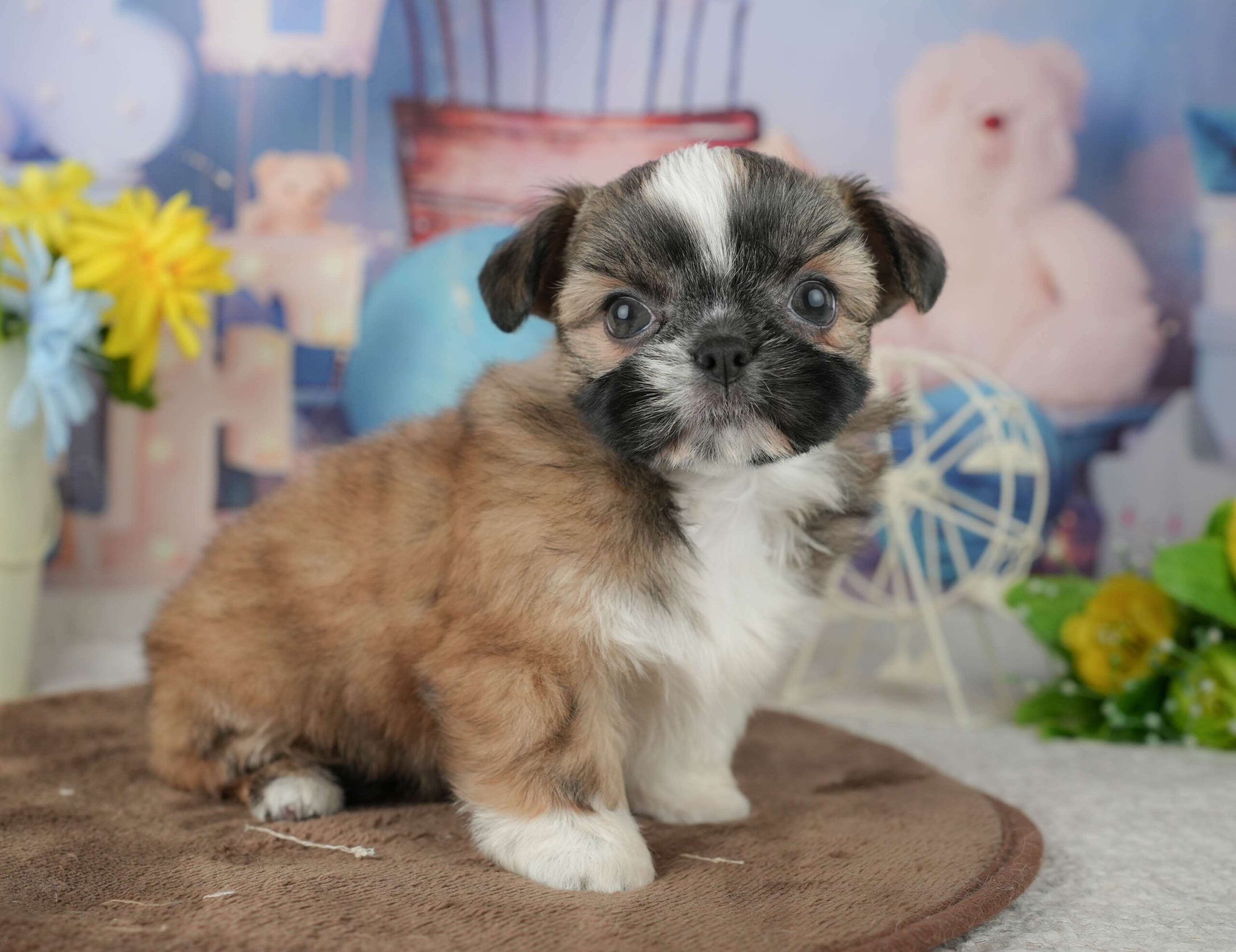 チーズー | 女の子 | ゴールド&ホワイト | 2026年1月23日