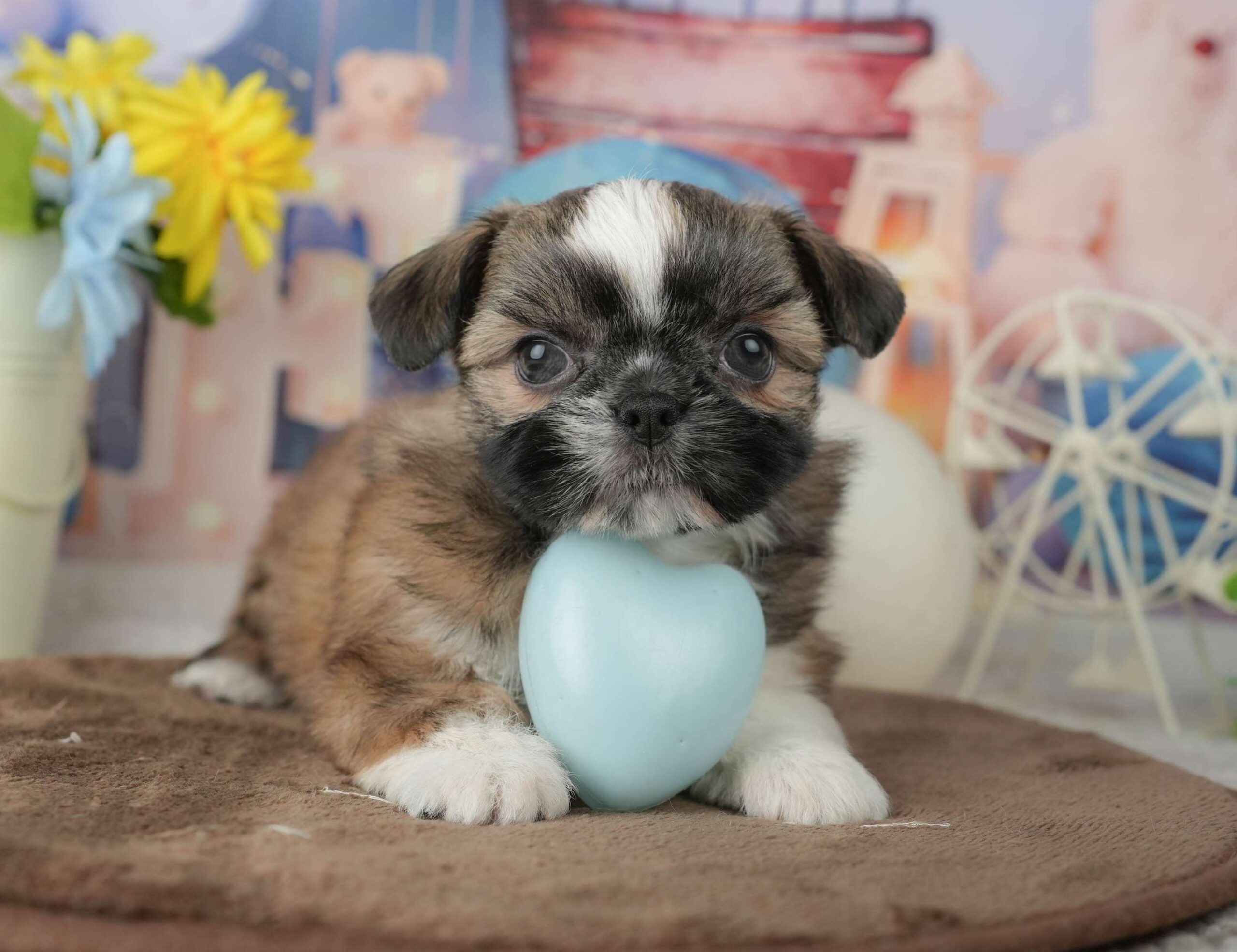 チーズー | 女の子 | ゴールド&ホワイト | 2026年1月23日