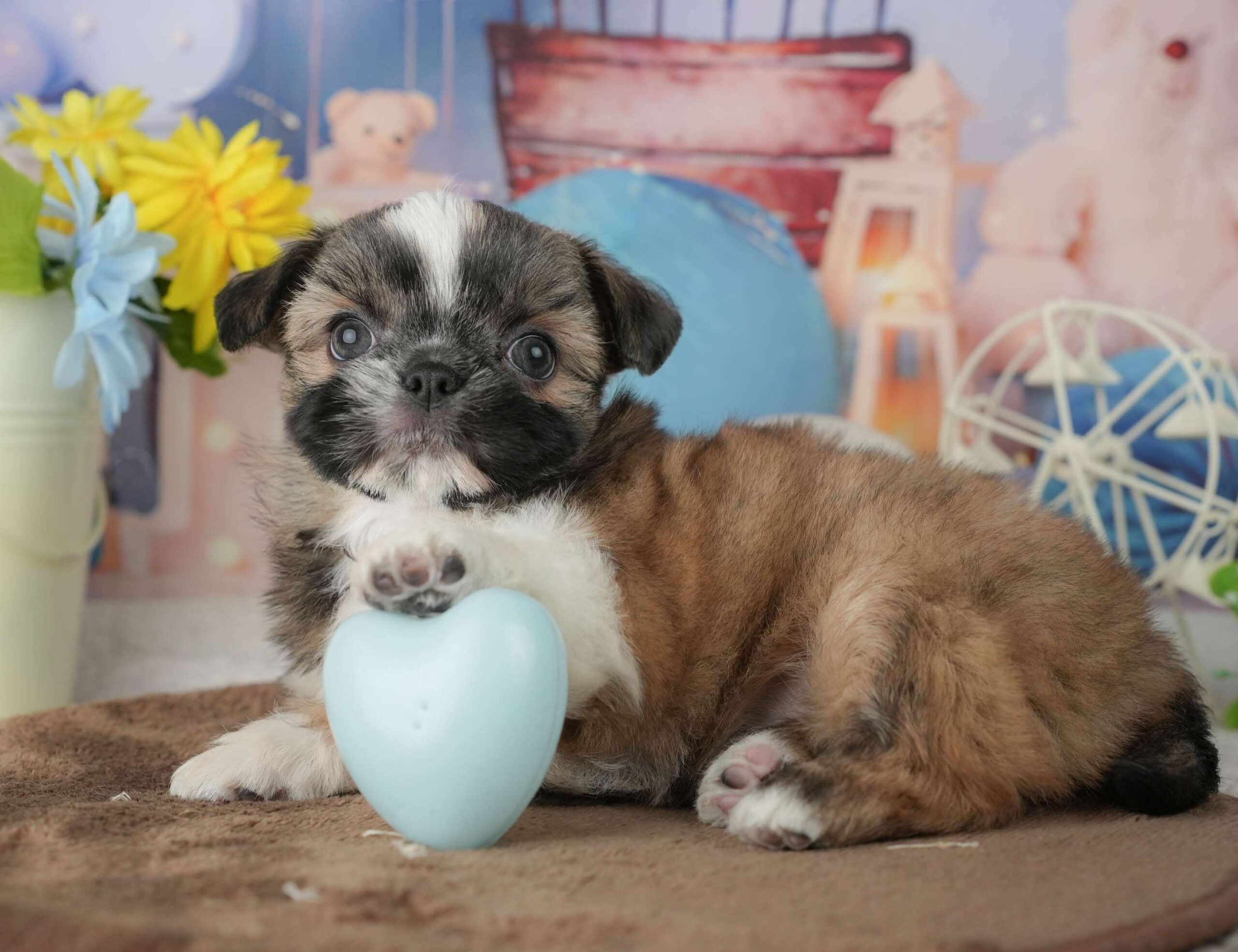 チーズー | 女の子 | ゴールド&ホワイト | 2026年1月23日