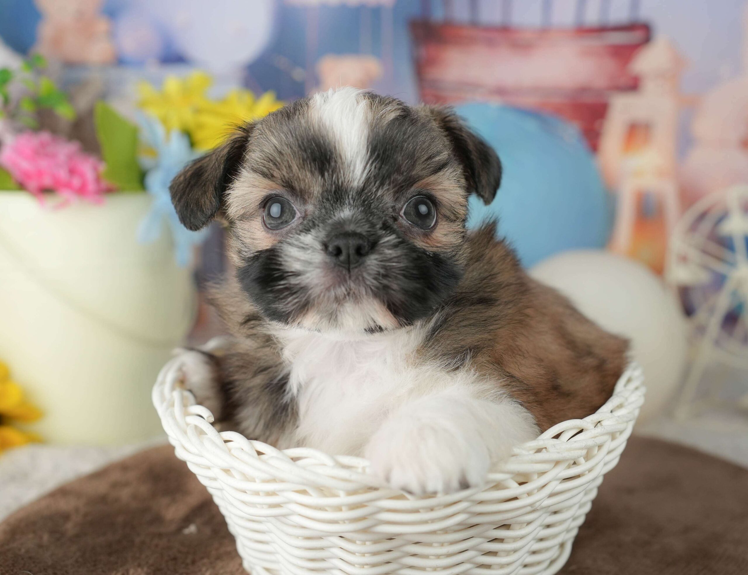 チーズー | 女の子 | ゴールド&ホワイト | 2026年1月23日