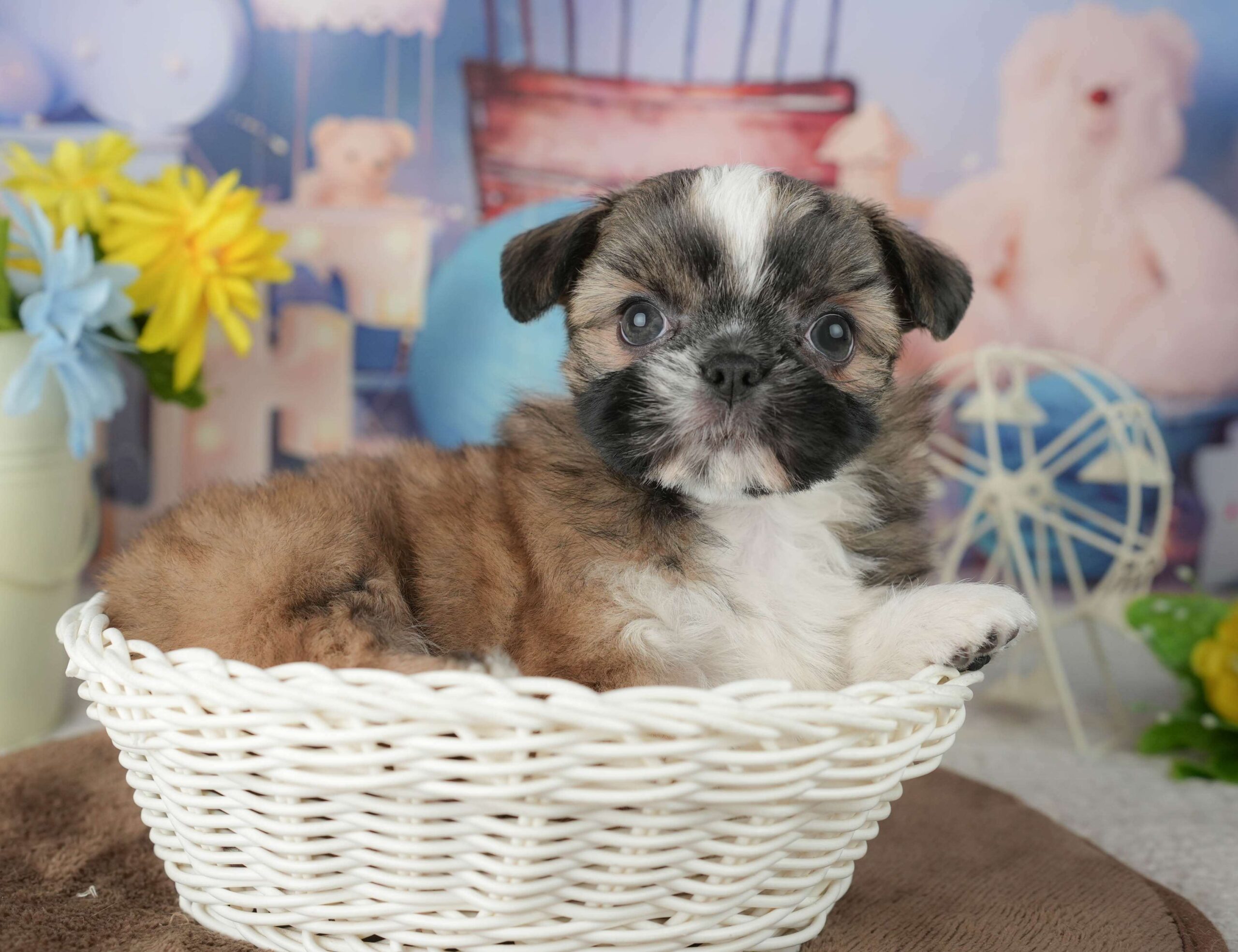 チーズー | 女の子 | ゴールド&ホワイト | 2026年1月23日