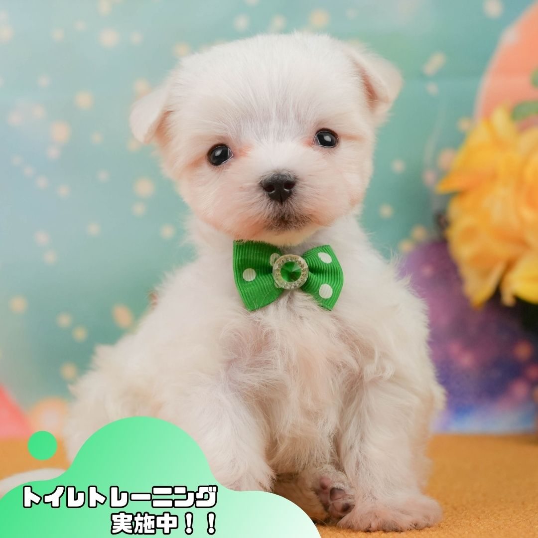 マルチーズ | 男の子 | ホワイト | 2026年1月23日