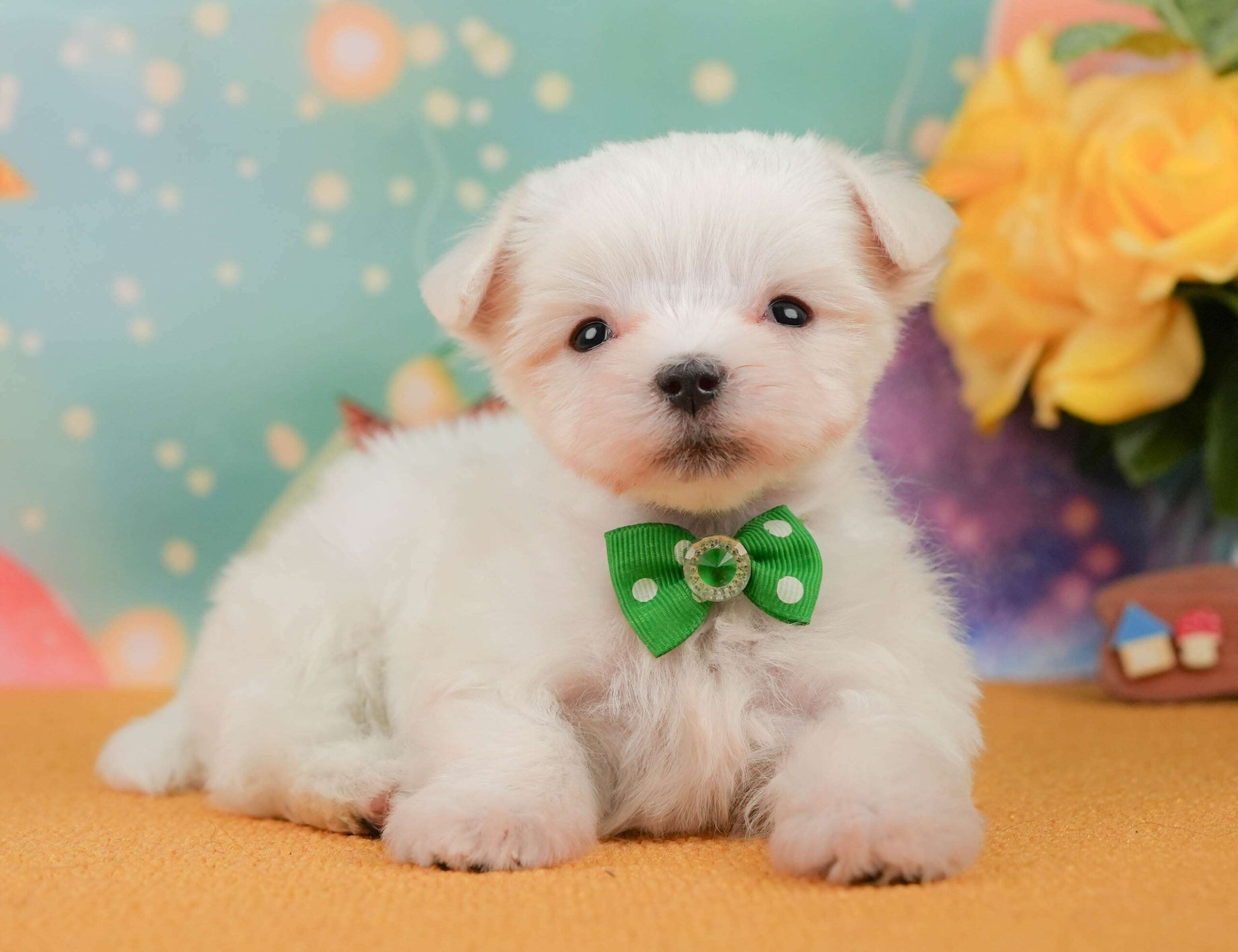 マルチーズ | 男の子 | ホワイト | 2026年1月23日