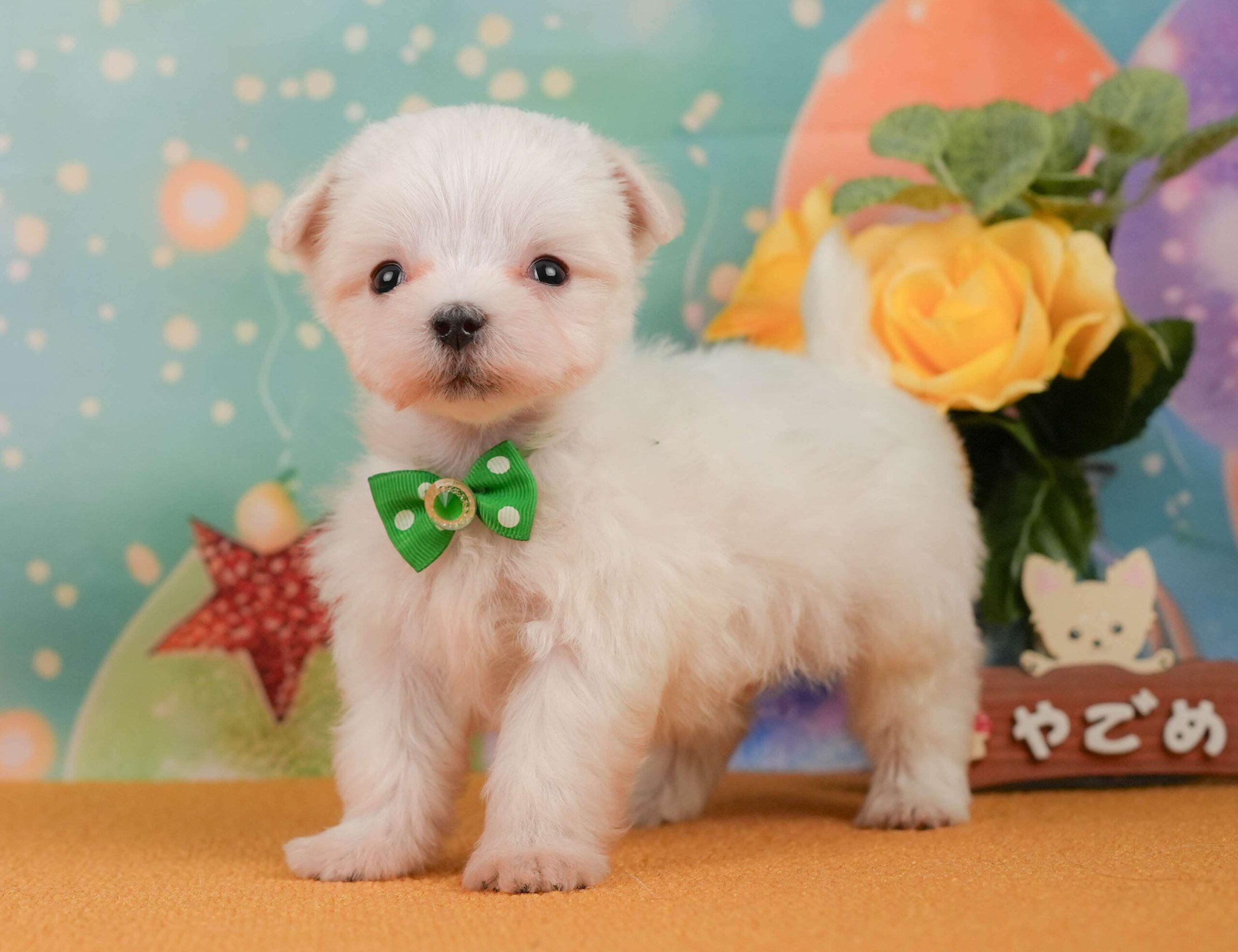 マルチーズ | 男の子 | ホワイト | 2026年1月23日