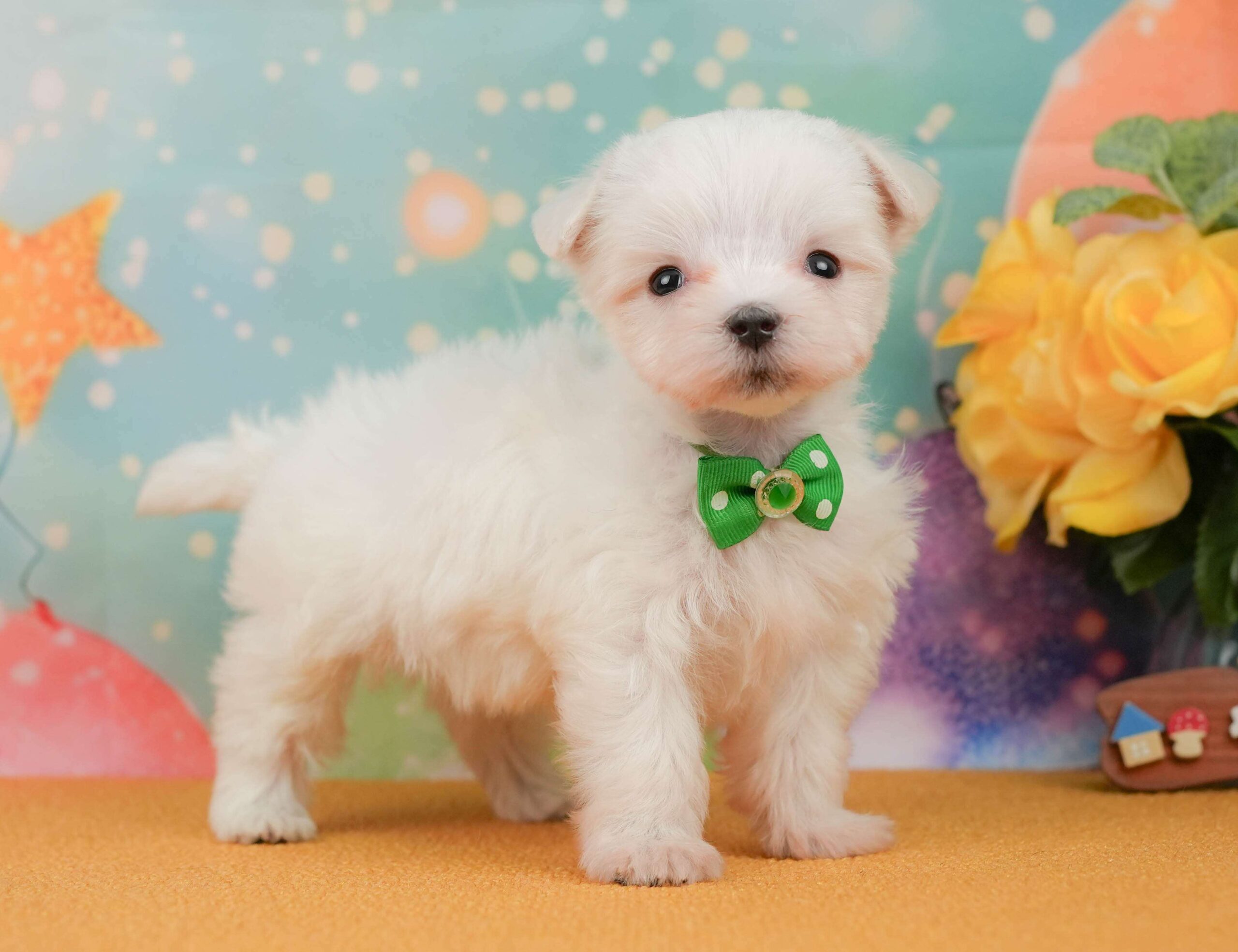 マルチーズ | 男の子 | ホワイト | 2026年1月23日