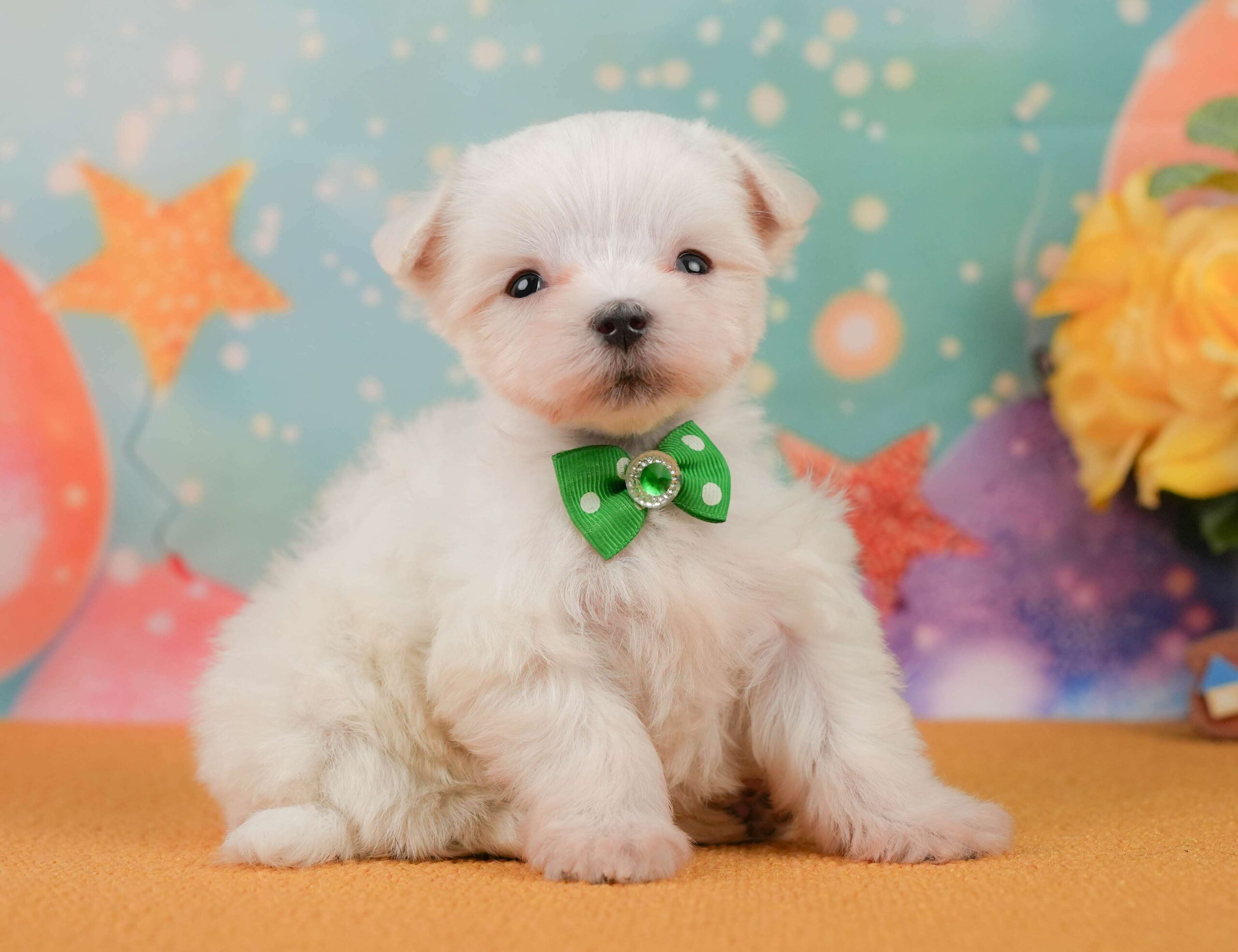 マルチーズ | 男の子 | ホワイト | 2026年1月23日