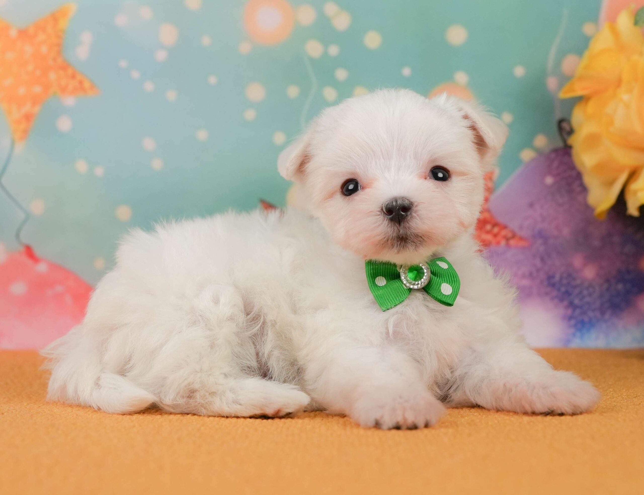 マルチーズ | 男の子 | ホワイト | 2026年1月23日