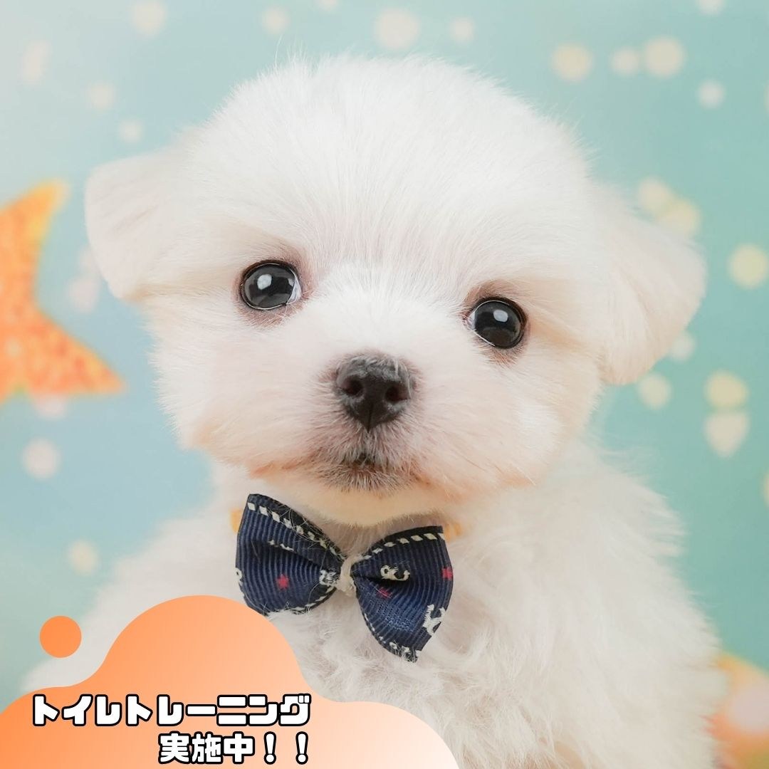 マルチーズ | 男の子 | ホワイト | 2026年1月23日