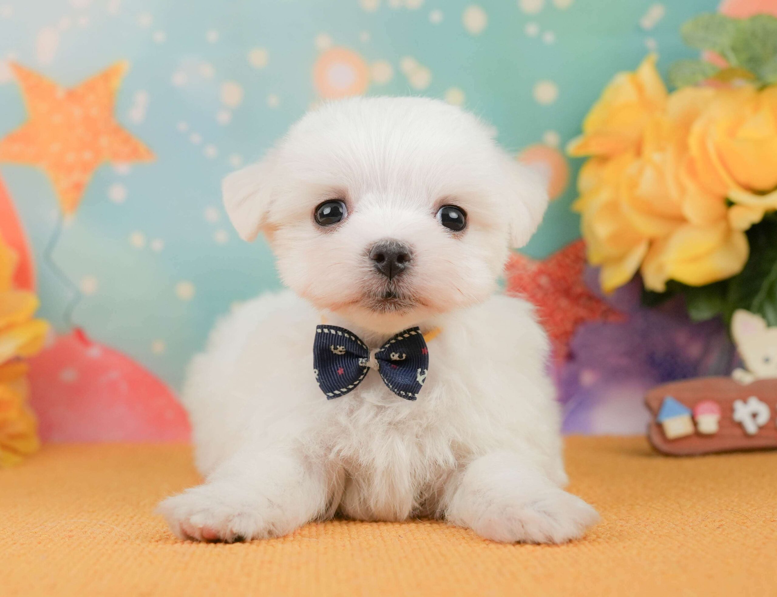 マルチーズ | 男の子 | ホワイト | 2026年1月23日