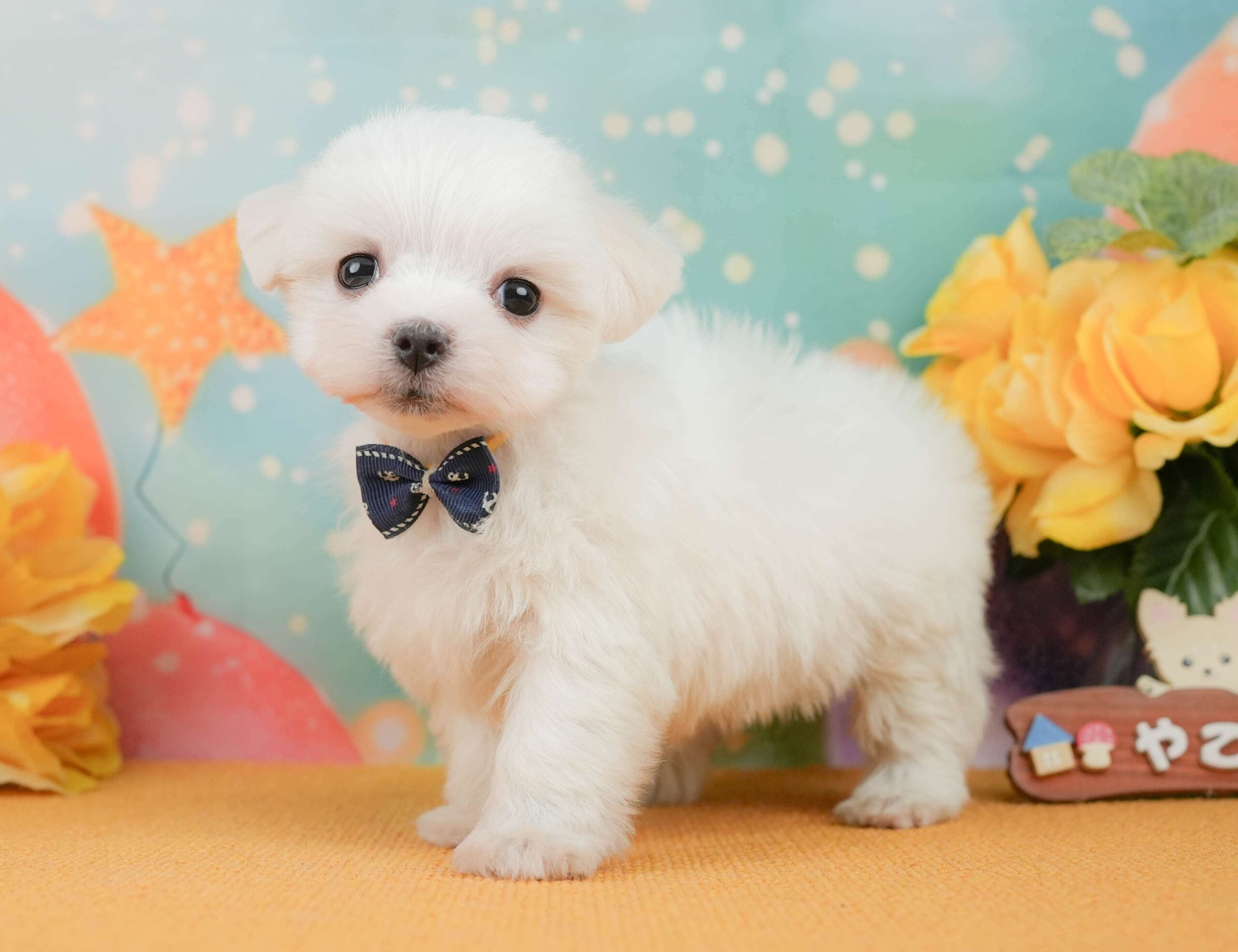 マルチーズ | 男の子 | ホワイト | 2026年1月23日